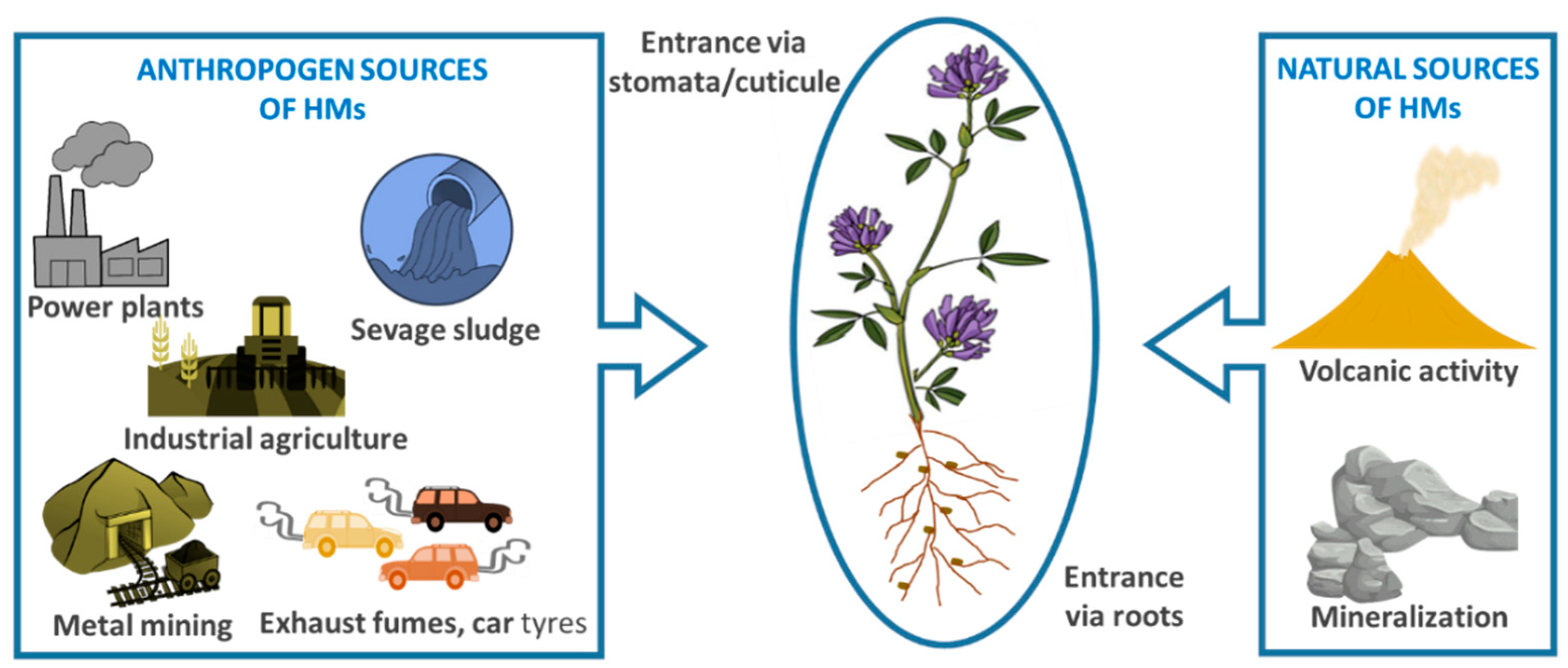 Plants | Free Full-Text | Literature Review on the Effects of Heavy Metal  Stress and Alleviating Possibilities through Exogenously Applied Agents in  Alfalfa (Medicago sativa L.)