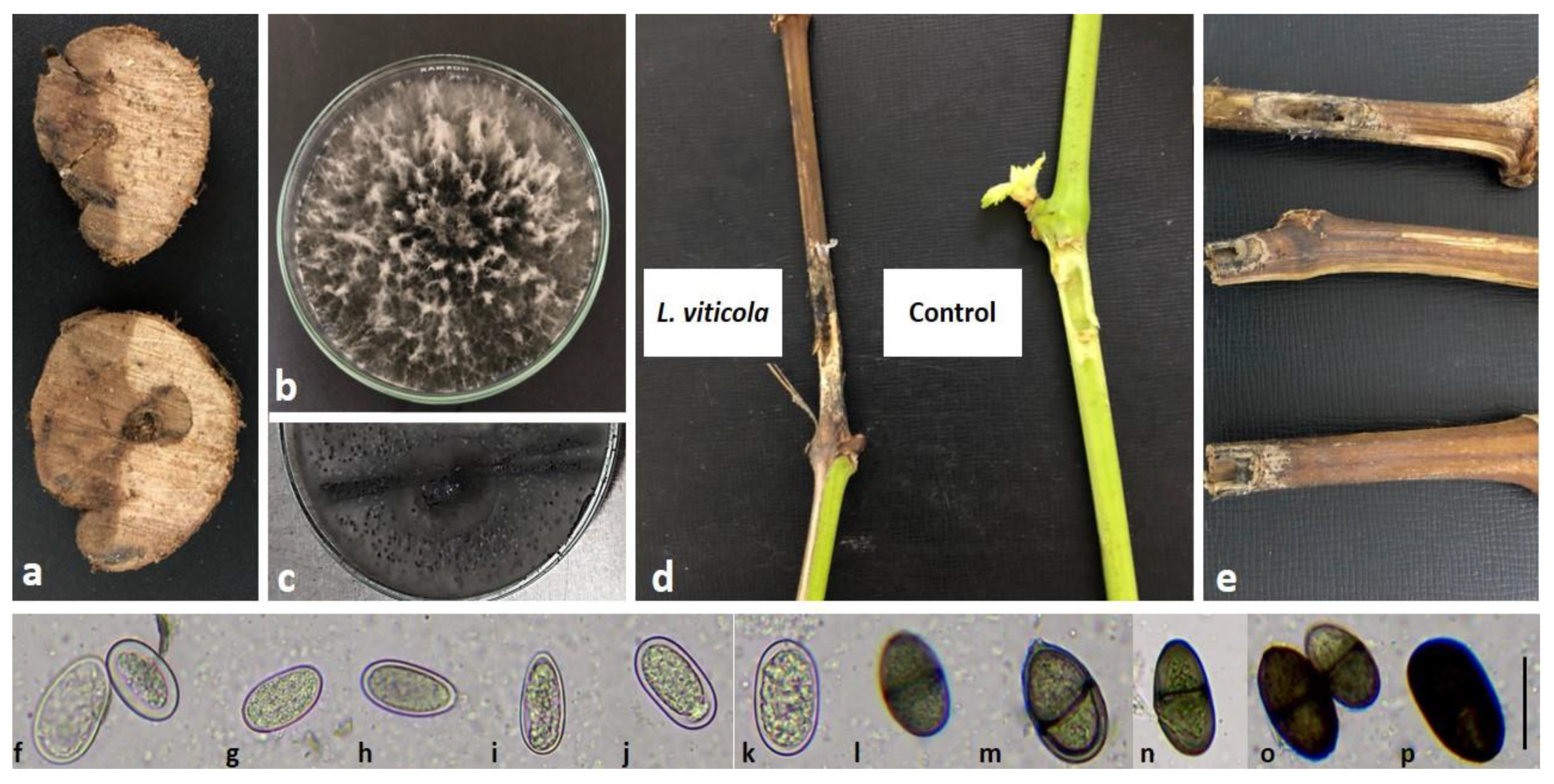 Plants 11 02167 g002