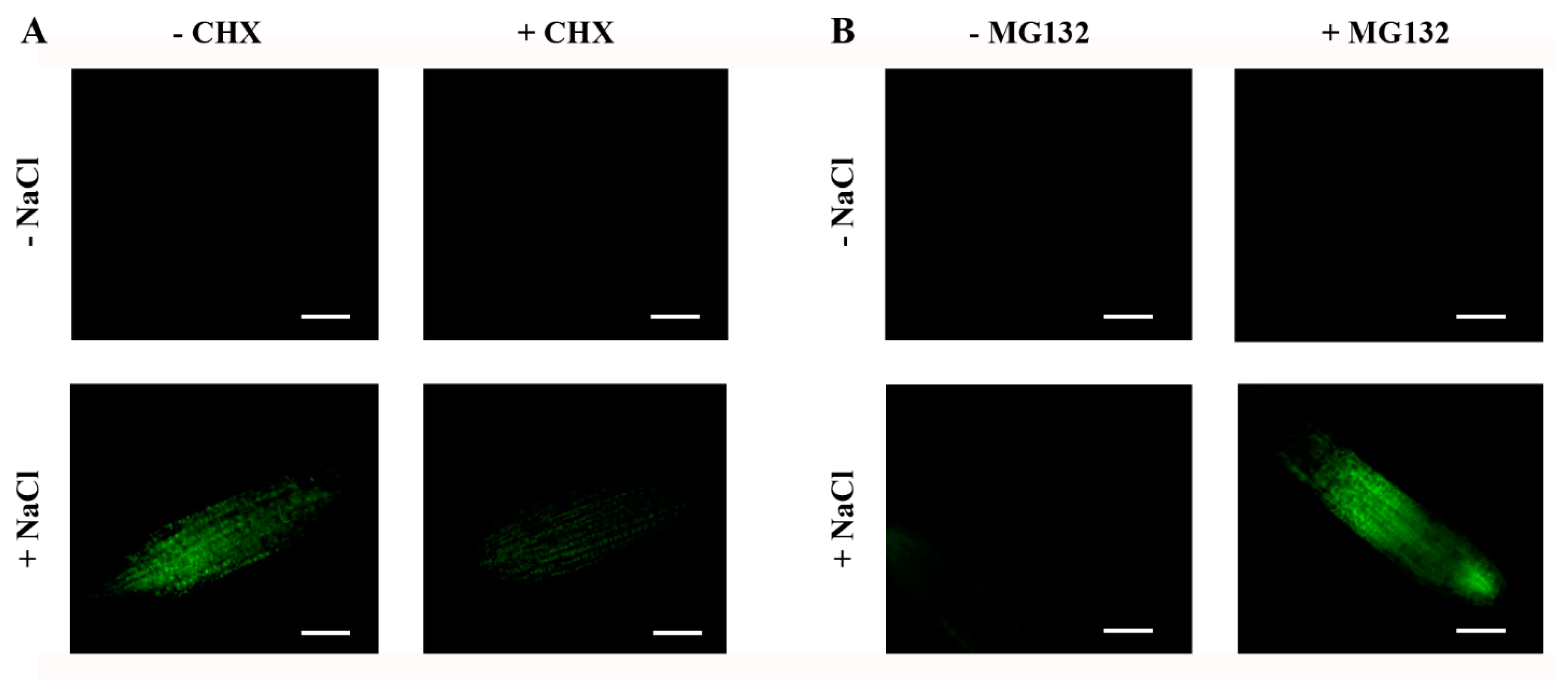 Plants 11 02179 g008