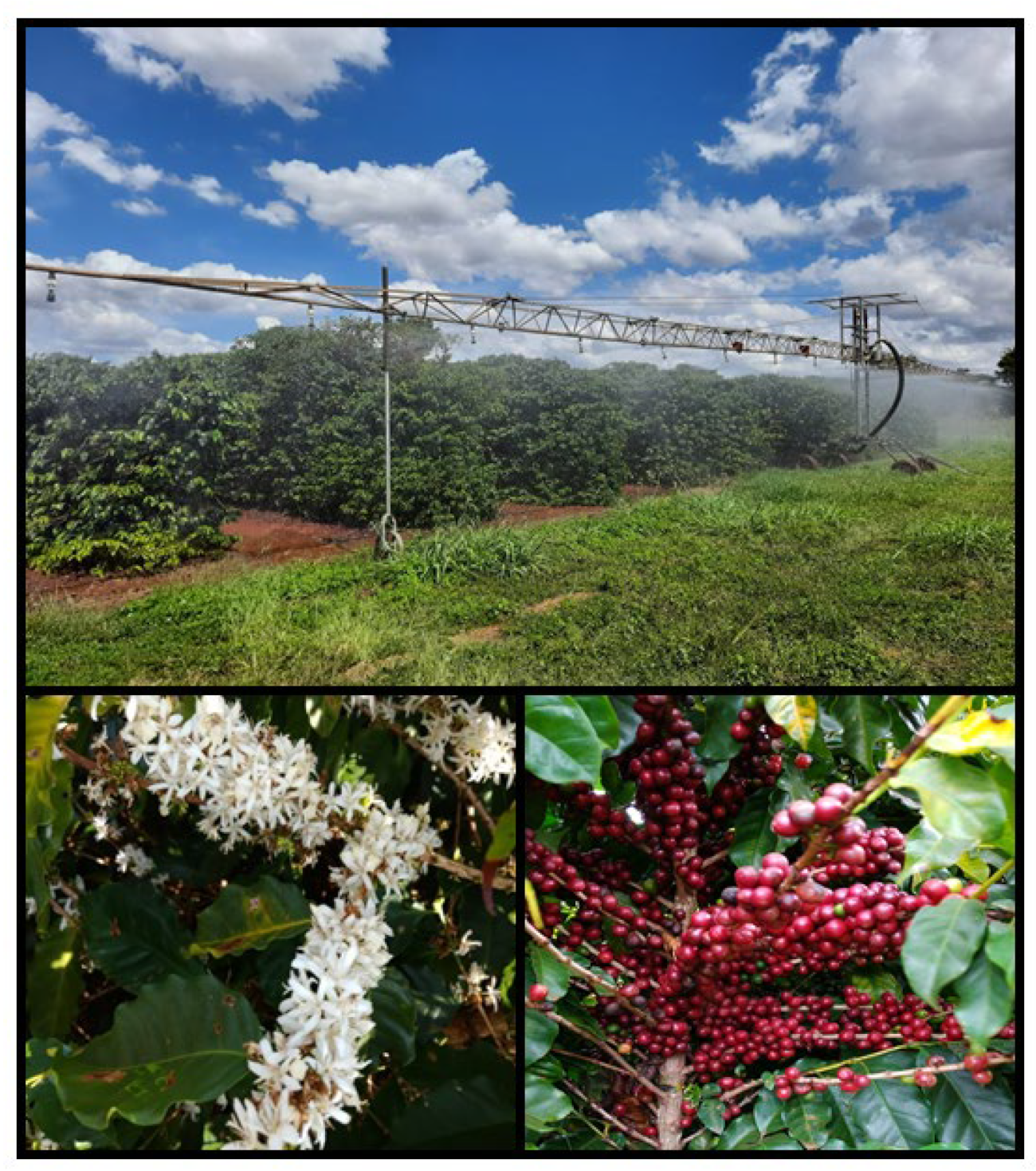 Plants 11 02198 g009