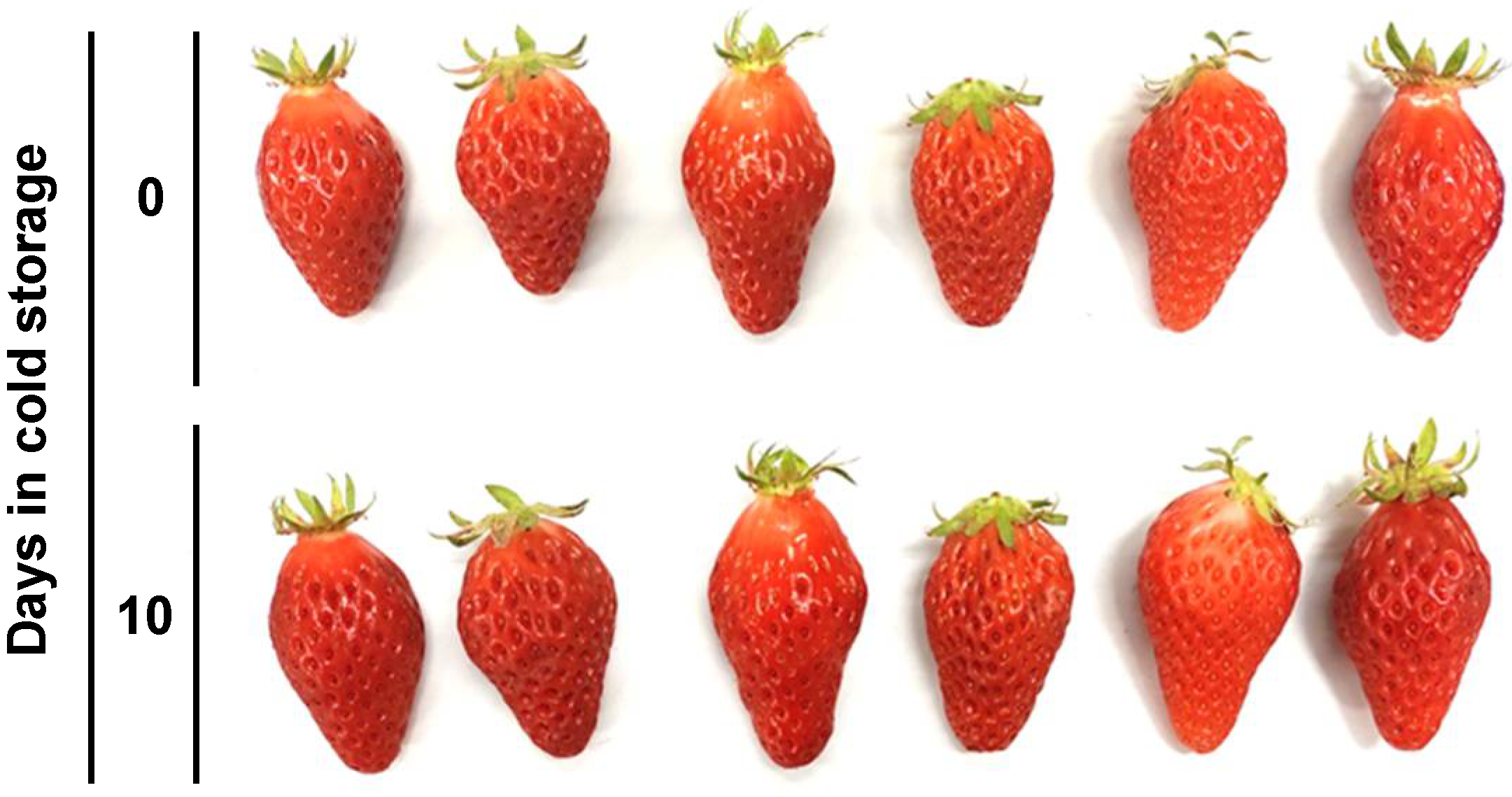 Plants 11 02220 g003 Plants 11 02220 g003