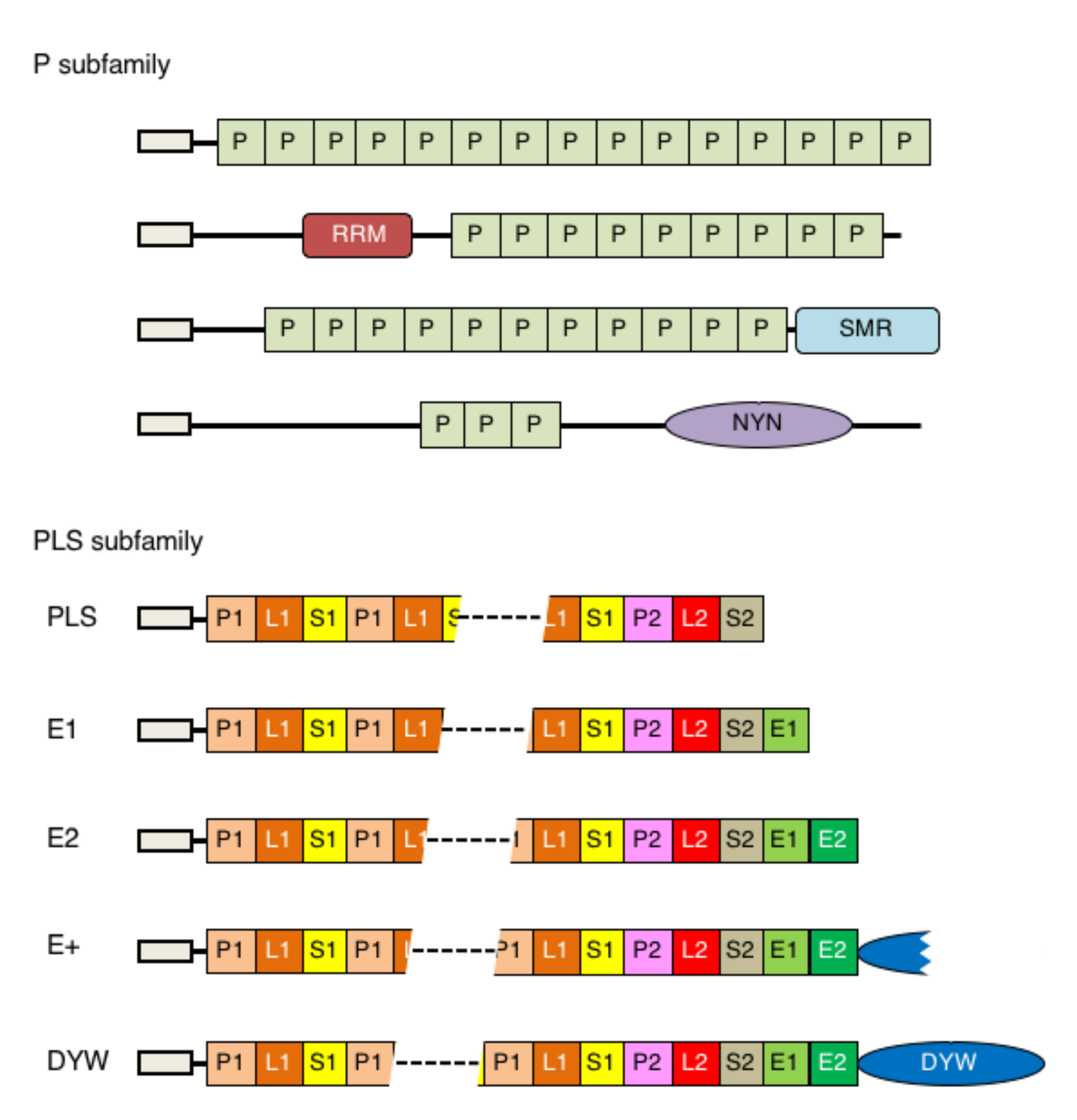 Frontiers  Functioning of PPR Proteins in Organelle RNA Metabolism and  Chloroplast Biogenesis