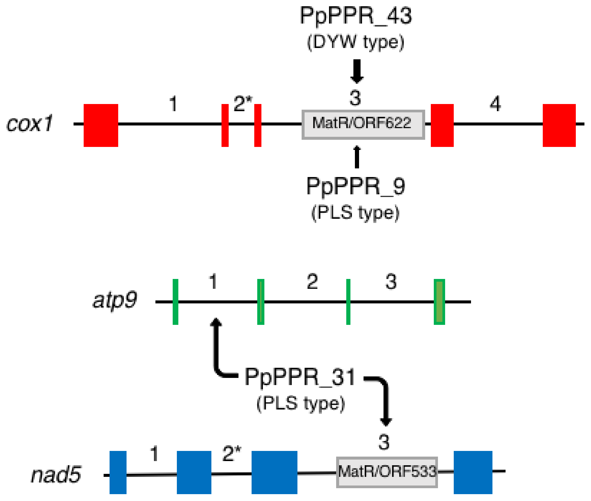 Frontiers  Functioning of PPR Proteins in Organelle RNA Metabolism and  Chloroplast Biogenesis