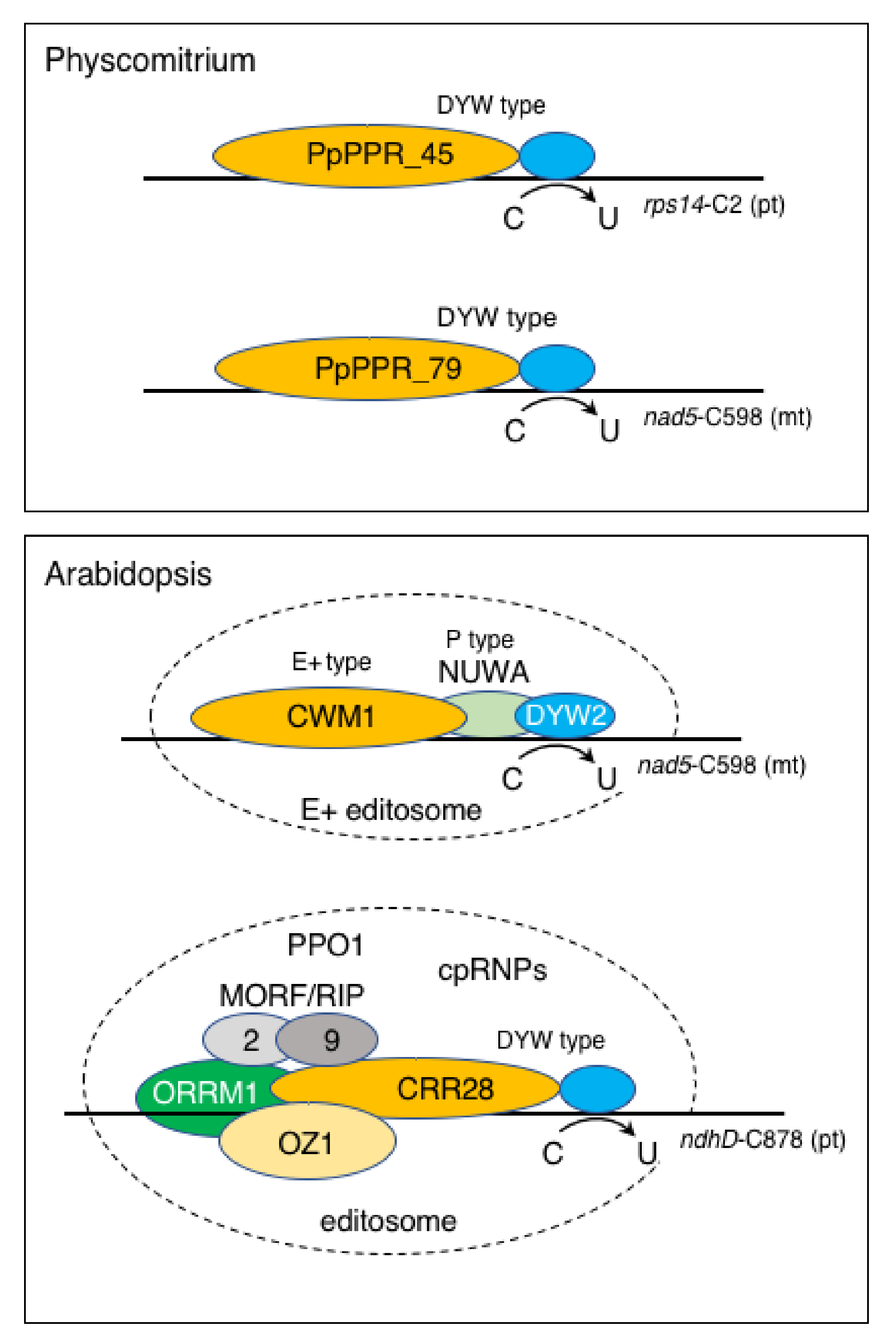 Frontiers  Functioning of PPR Proteins in Organelle RNA Metabolism and  Chloroplast Biogenesis