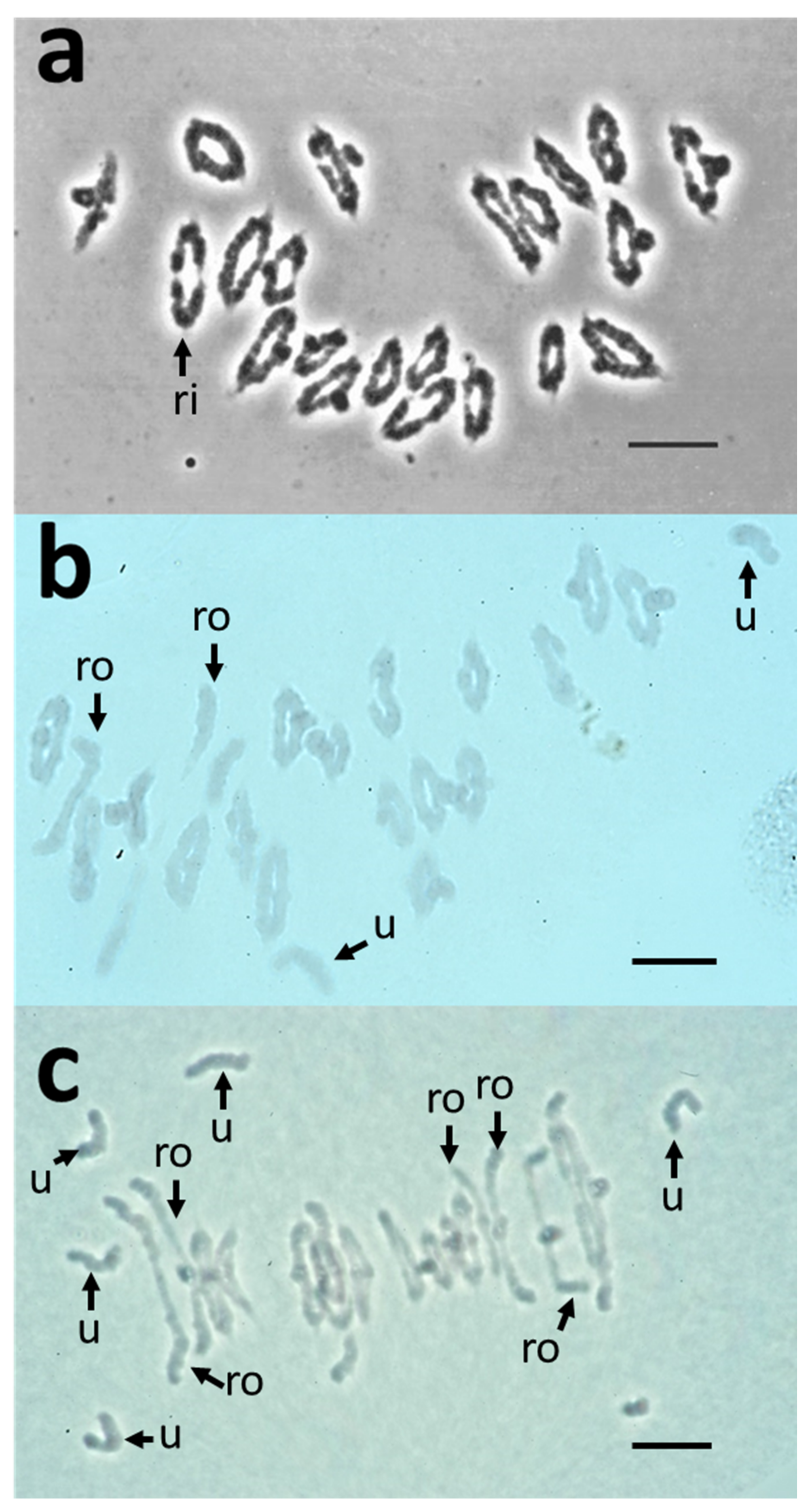 Plants | Free Full-Text | Location and Identification on Chromosome 3B of  Bread Wheat of Genes Affecting Chiasma Number