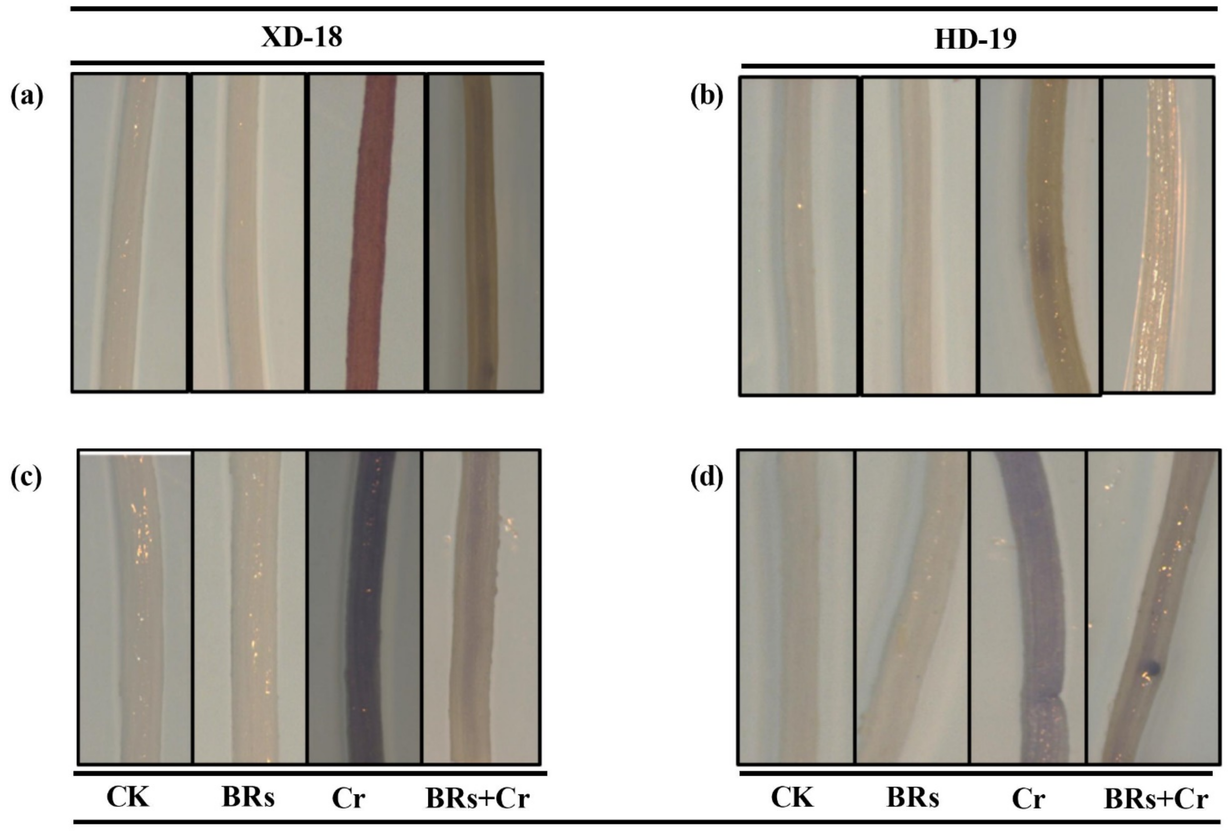 Plants 11 02292 g006