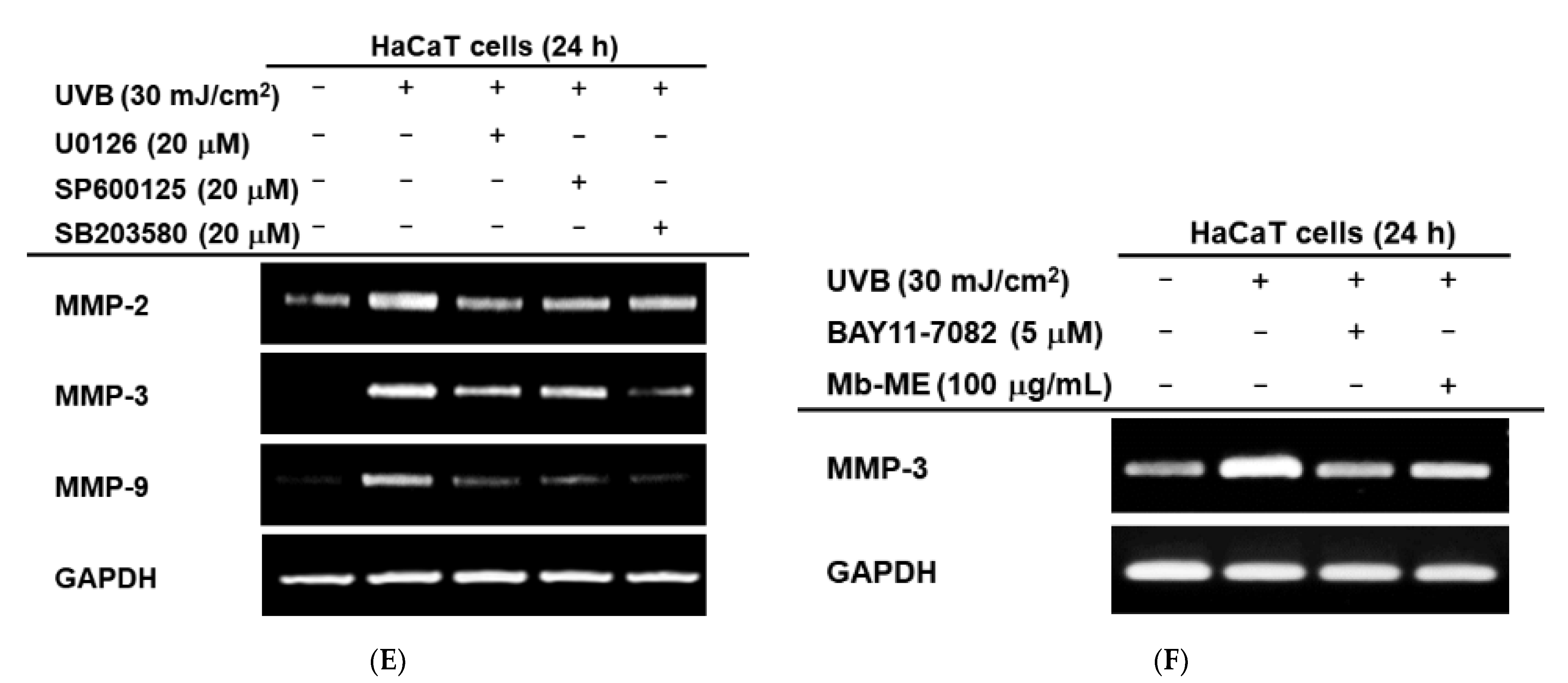 Plants 11 02368 g005b