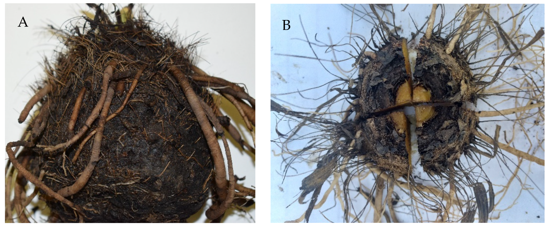 Plants 11 02387 g004 Plants 11 02387 g004