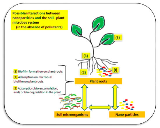 Plants 