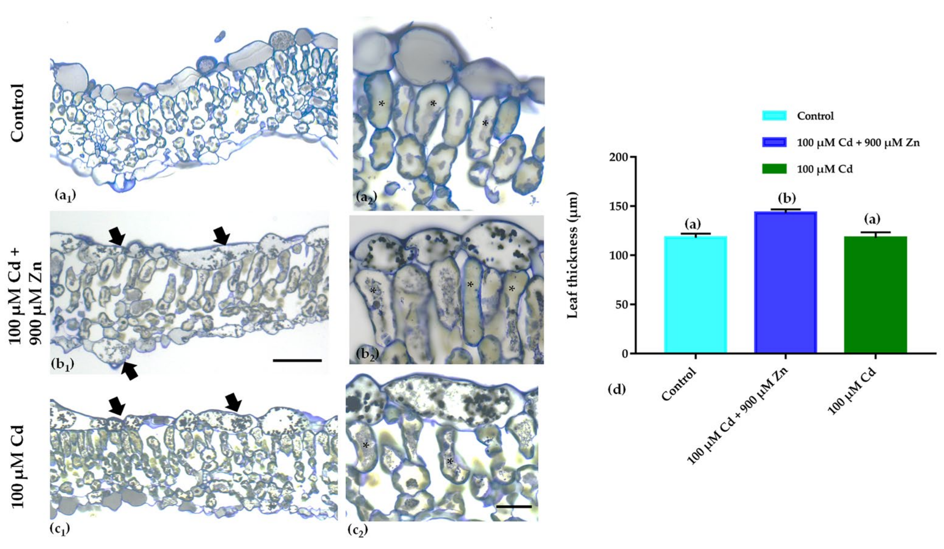 Plants 11 02407 g003