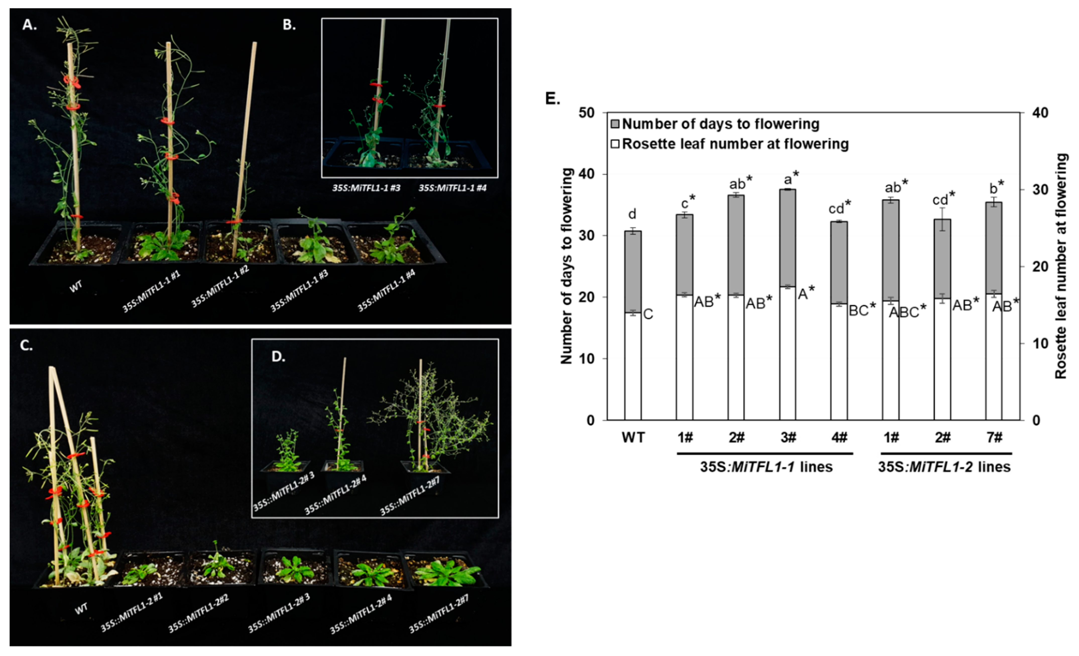 Plants 11 02409 g004 Plants 11 02409 g004