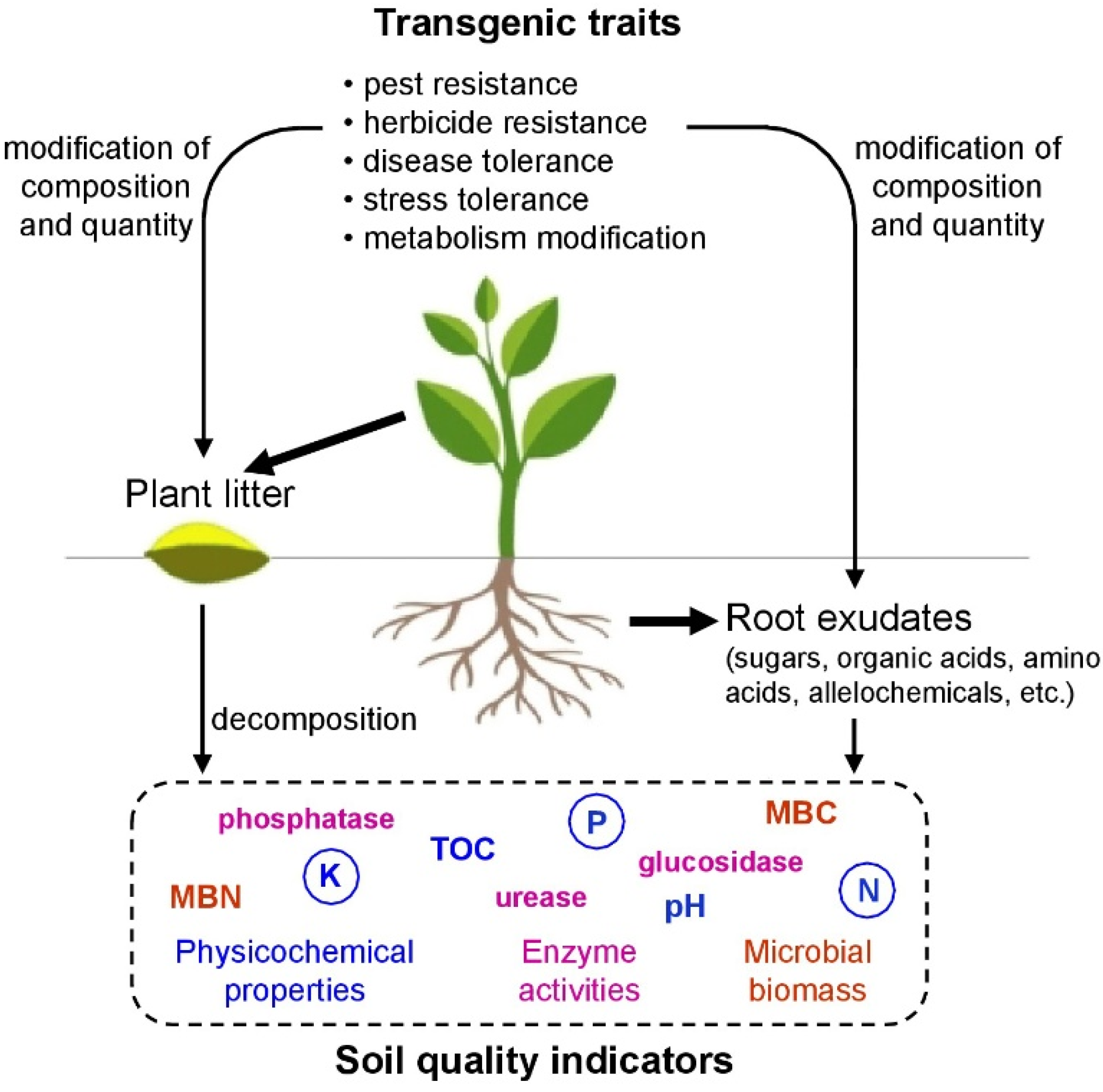 Plants | Free Full-Text | Assessing Impacts of Transgenic Plants on Soil  Using Functional Indicators: Twenty Years of Research and Perspectives