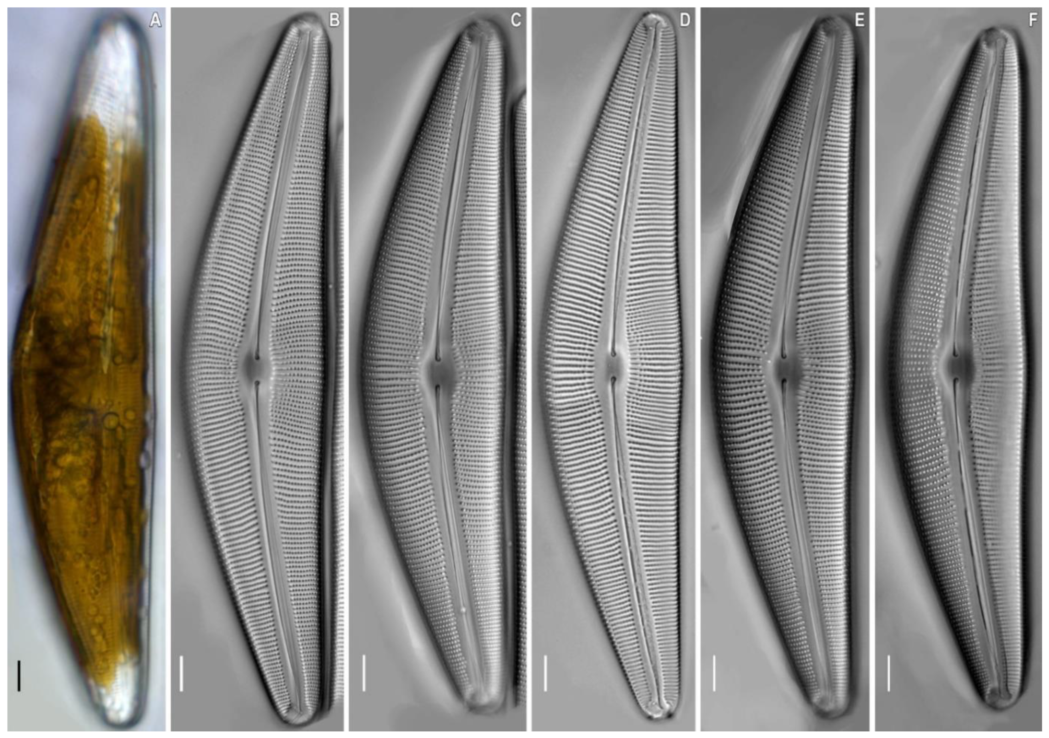 Plants 11 02445 g002