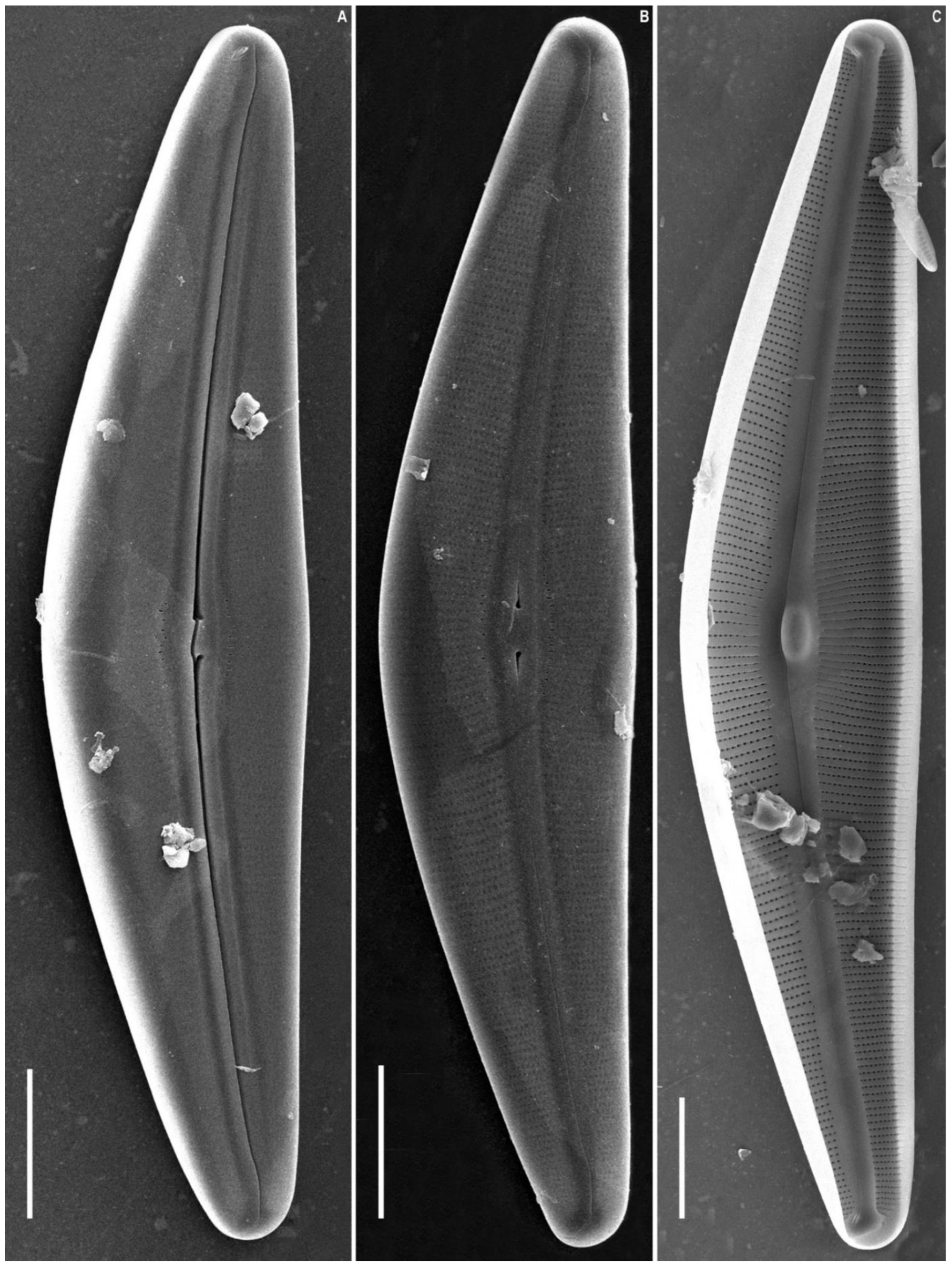 Plants 11 02445 g003