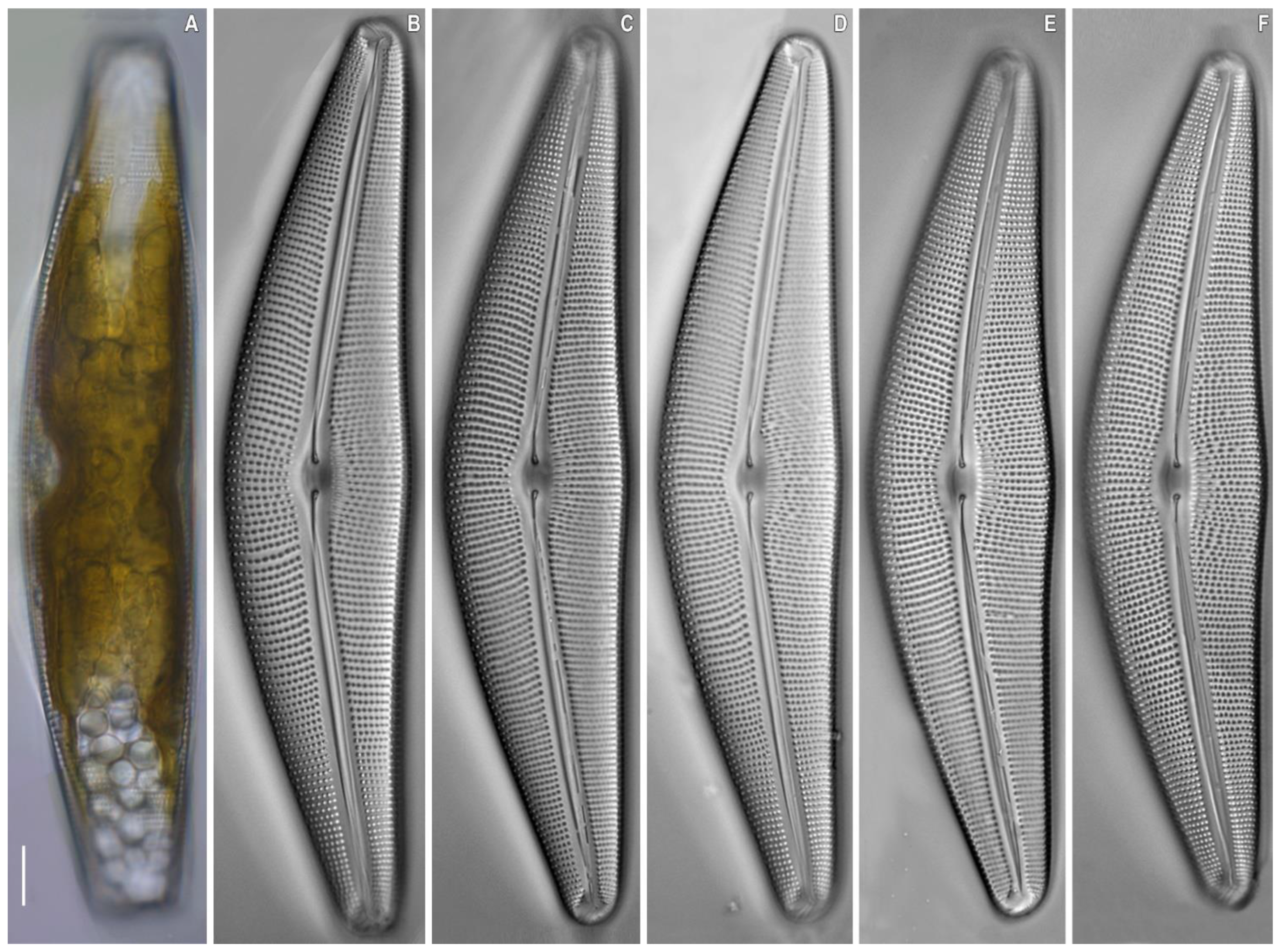 Plants 11 02445 g005