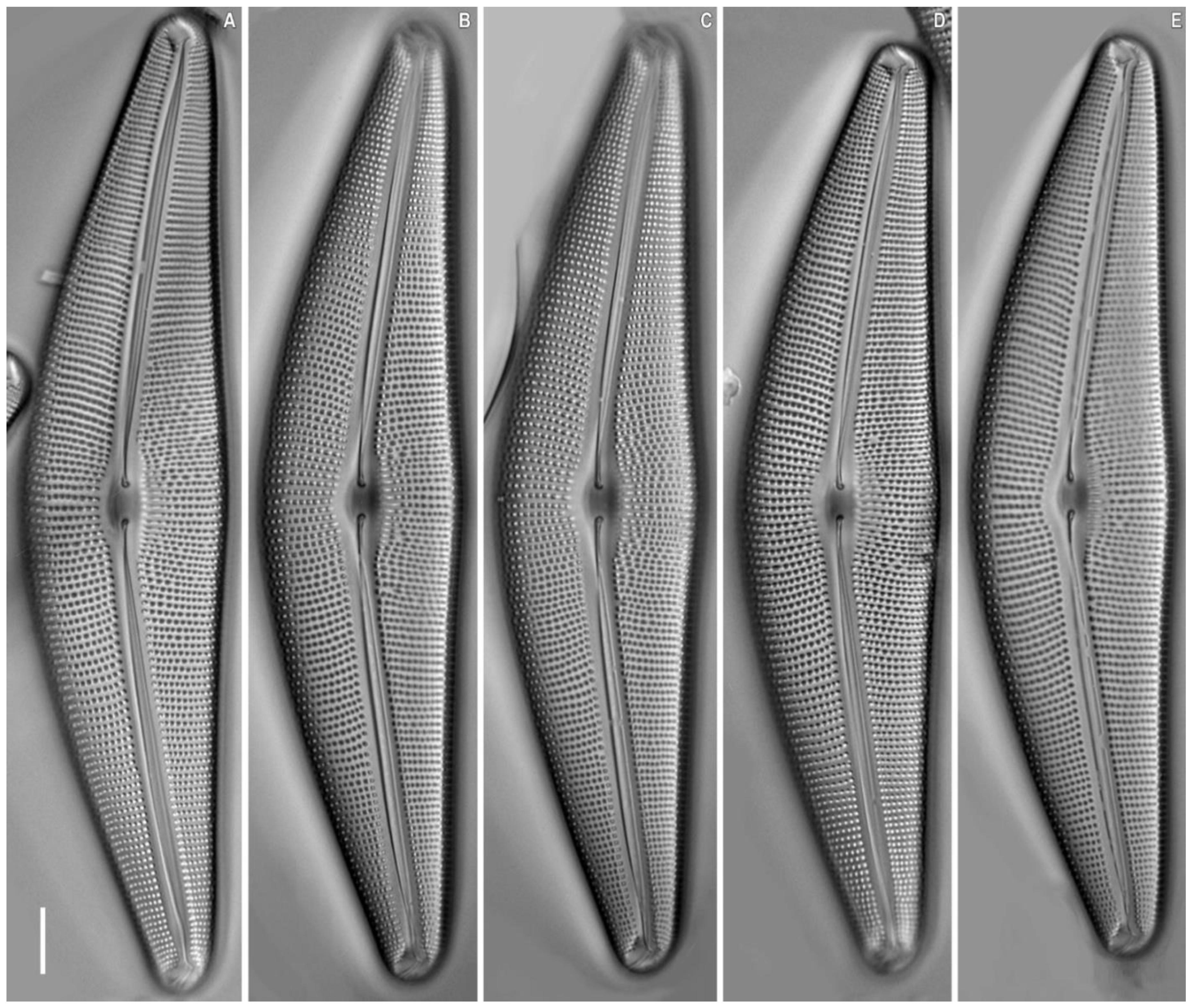 Plants 11 02445 g008