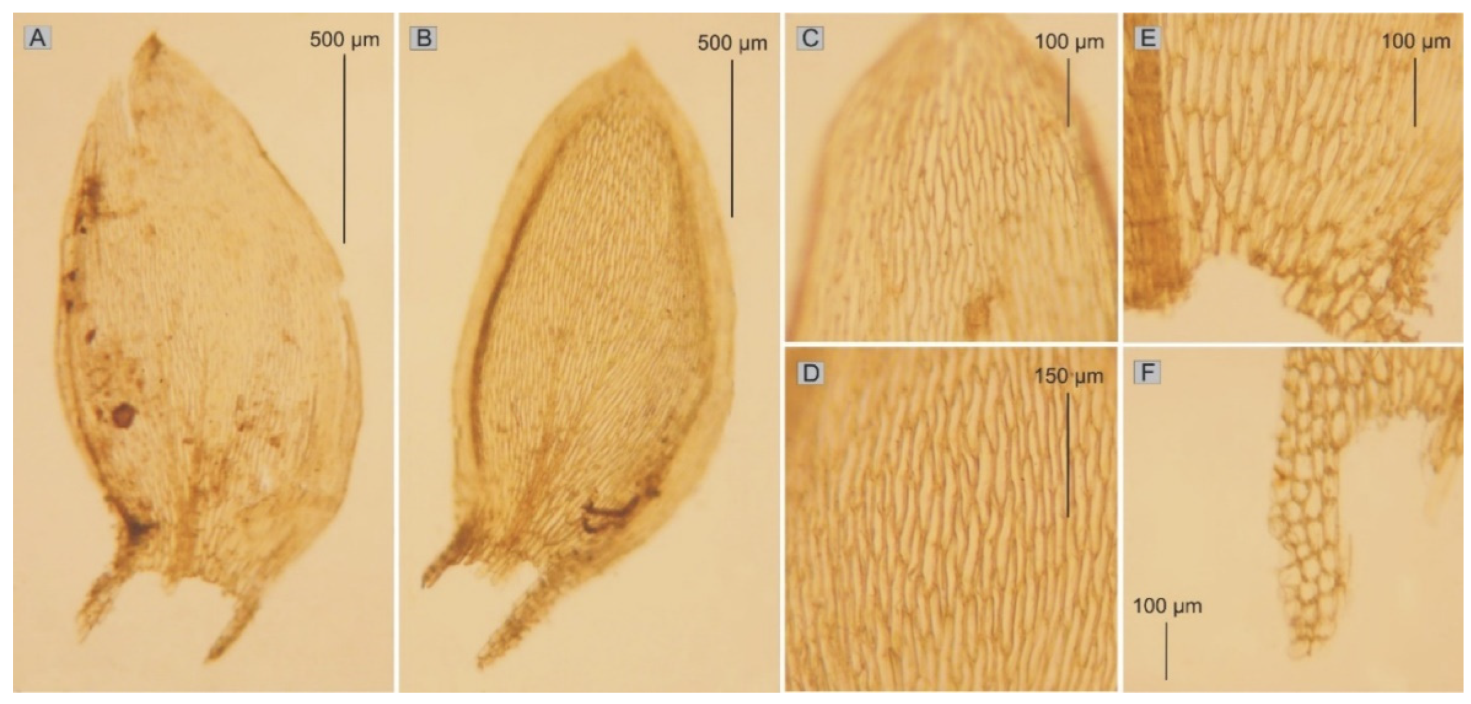 Plants 11 02446 g005