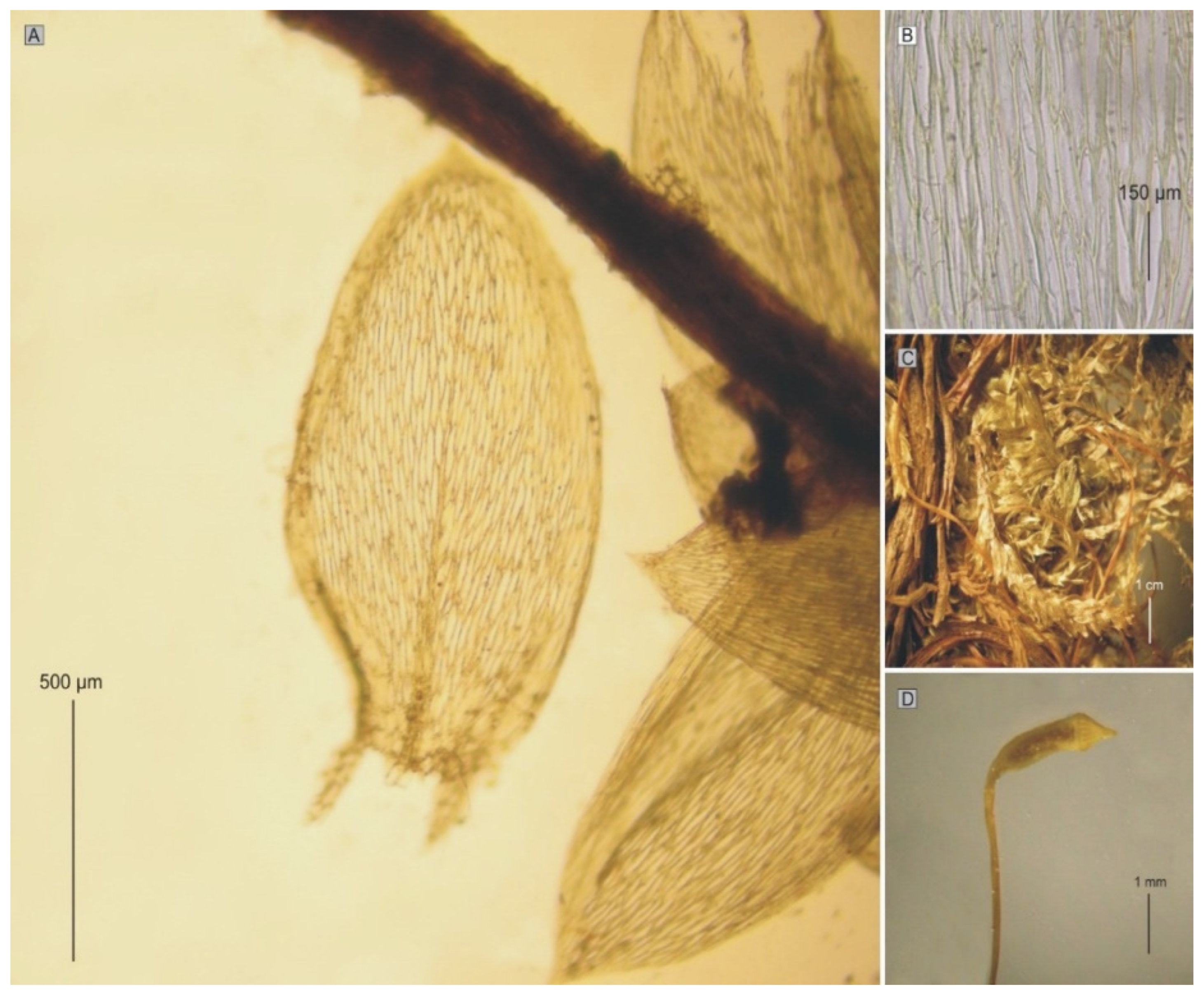 Plants 11 02446 g010