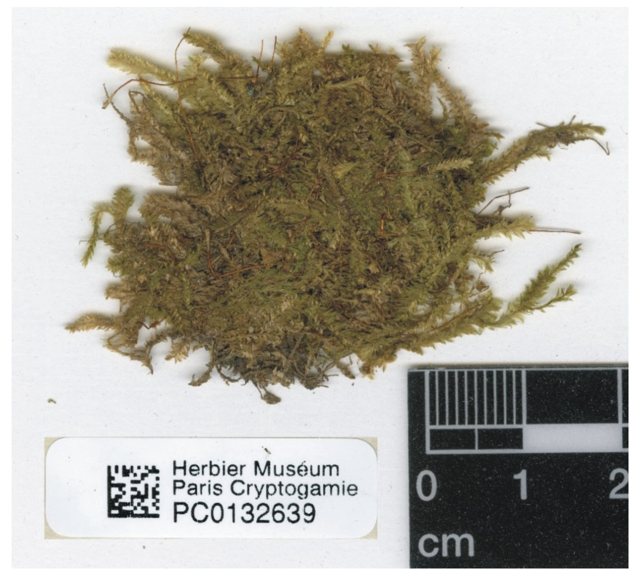 Plants 11 02446 g013