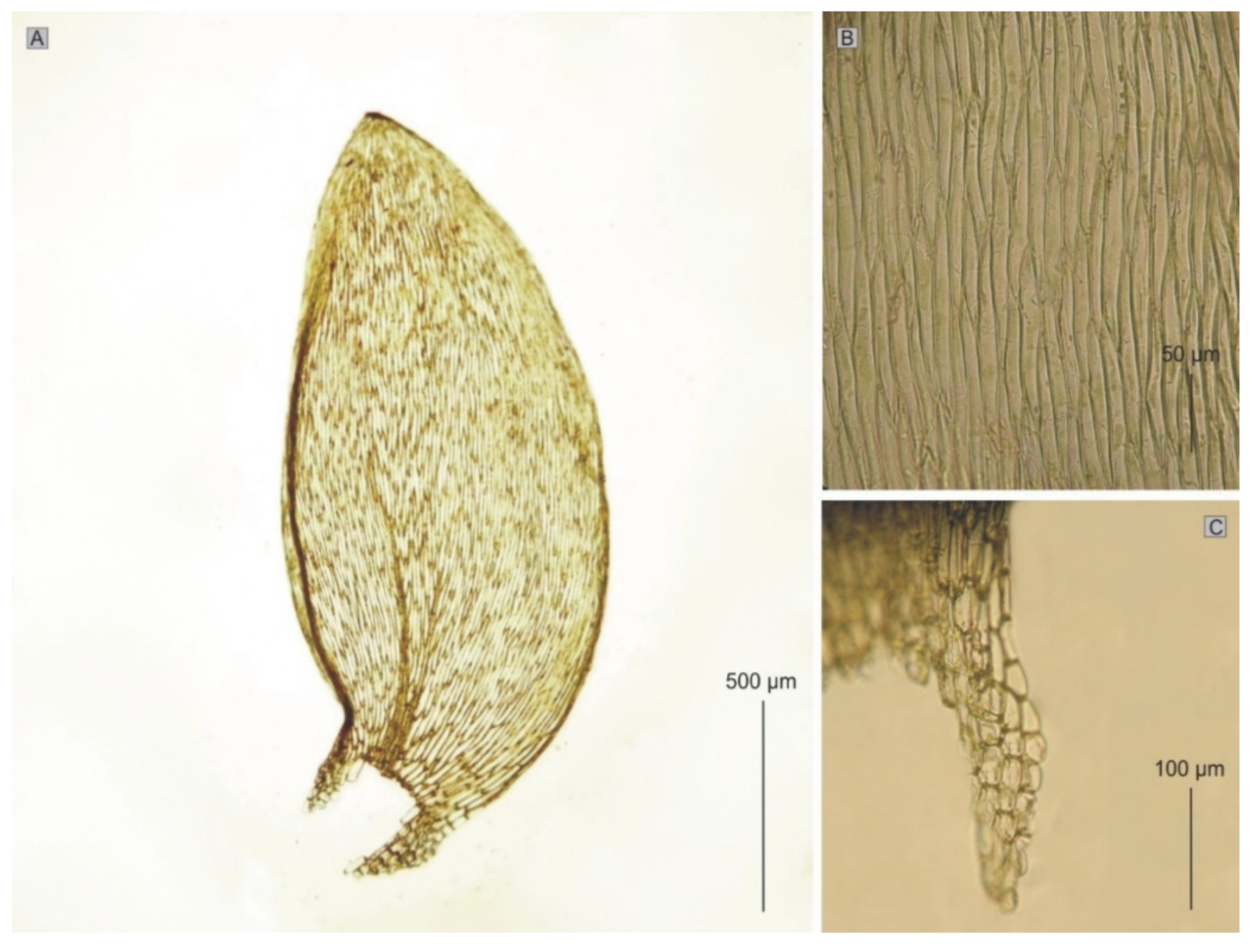 Plants 11 02446 g014