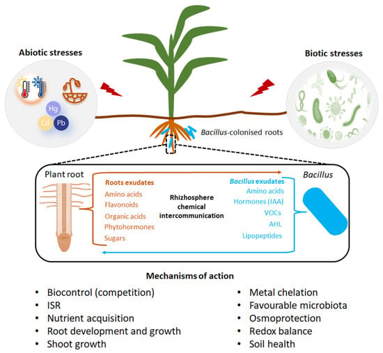 Plants Free Full Text Bacillus For Plant Growth Promotion And Stress Resilience What Have 7653