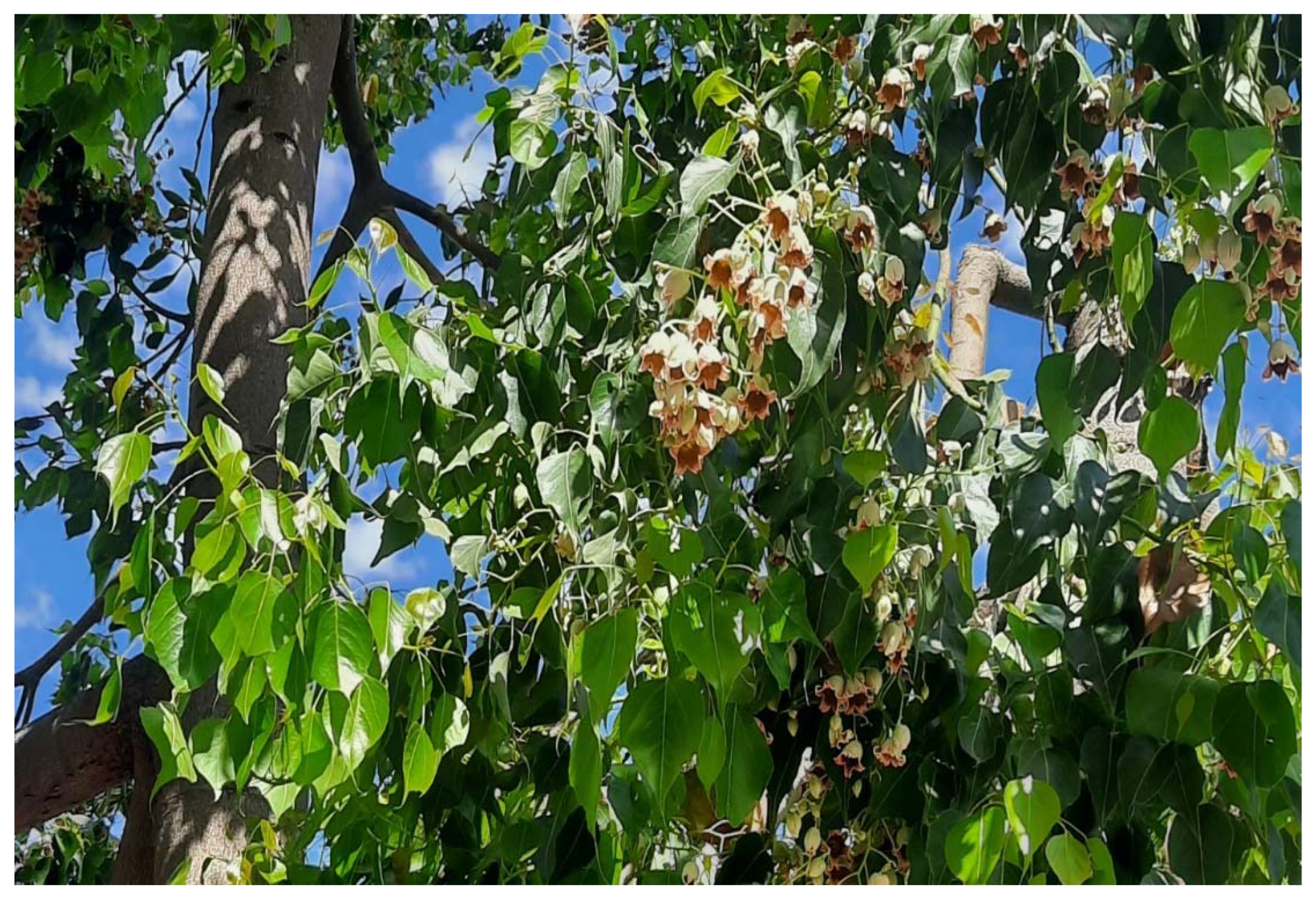 Plants 11 02492 g007