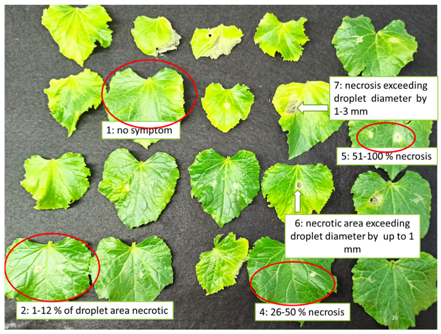 Plants 11 02513 g008