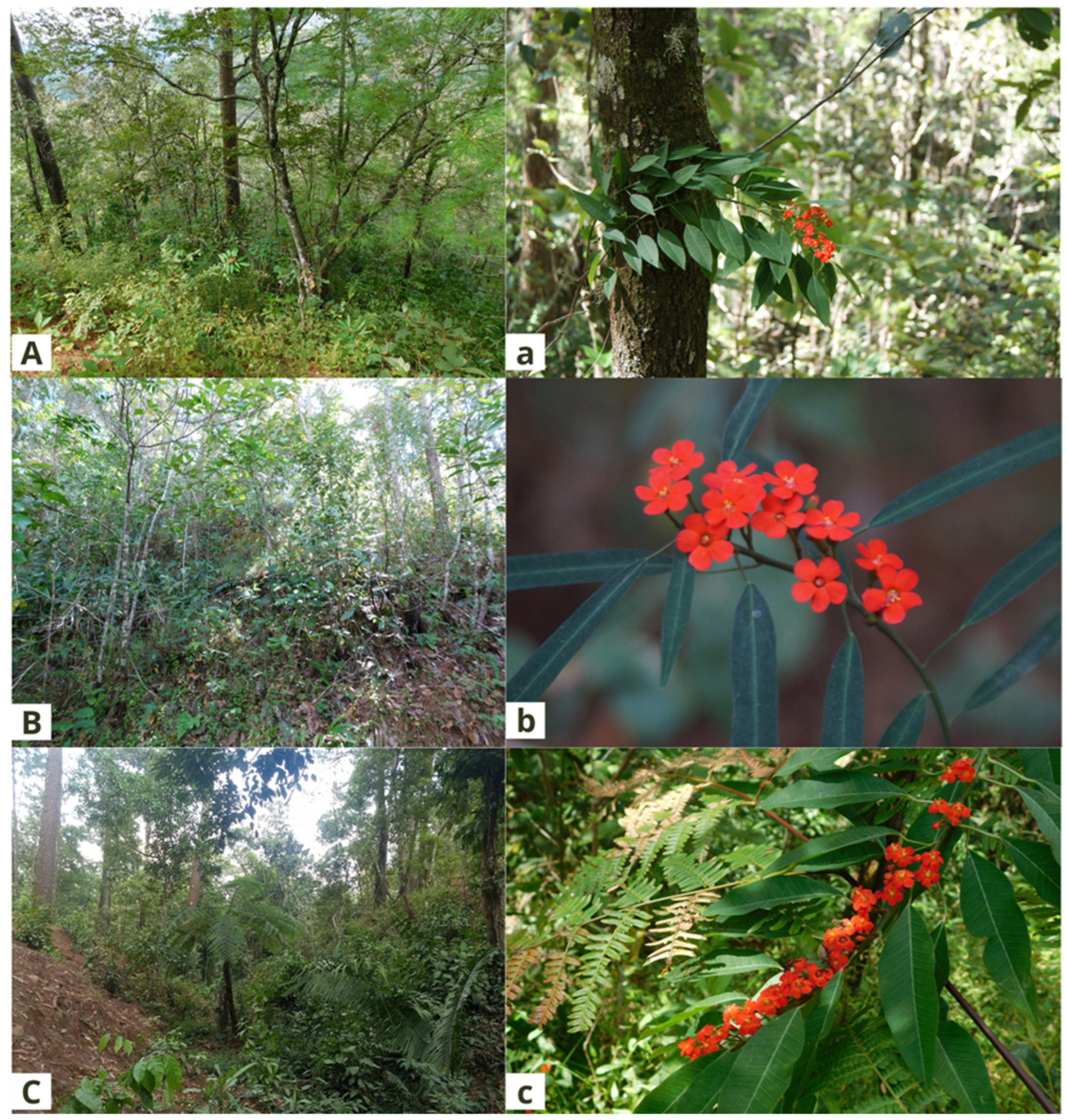 Euphorbias in flower » Plants, Plant communities »Holden Forests