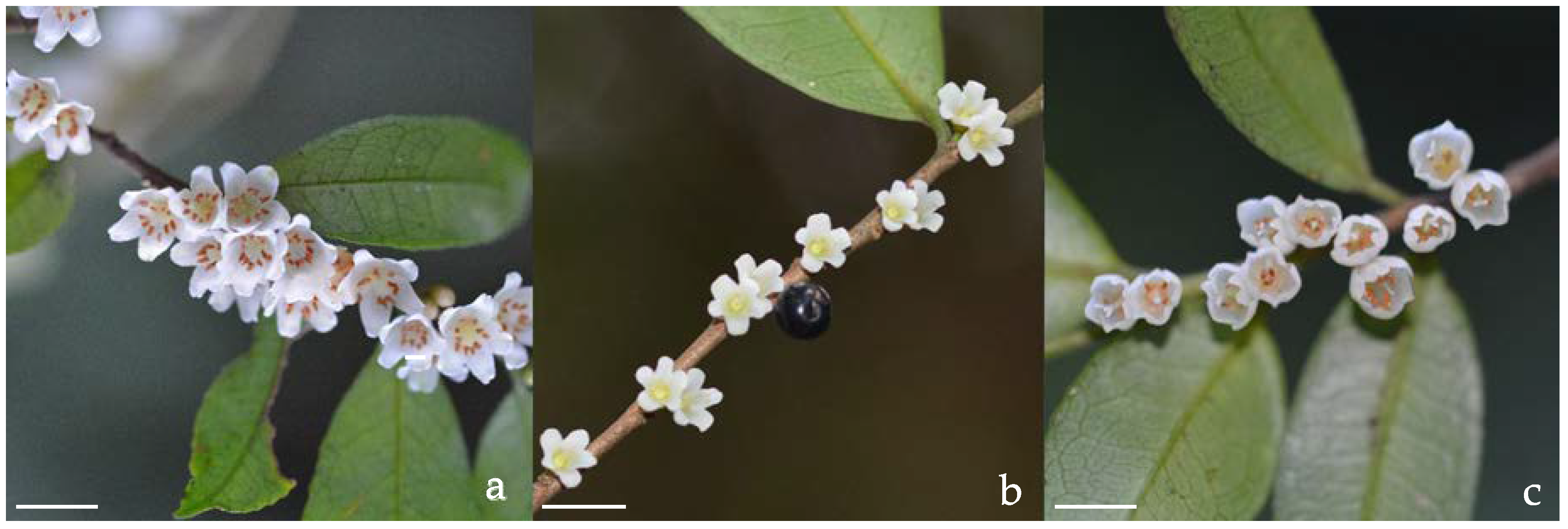 Plants 11 02560 g001 Plants 11 02560 g001