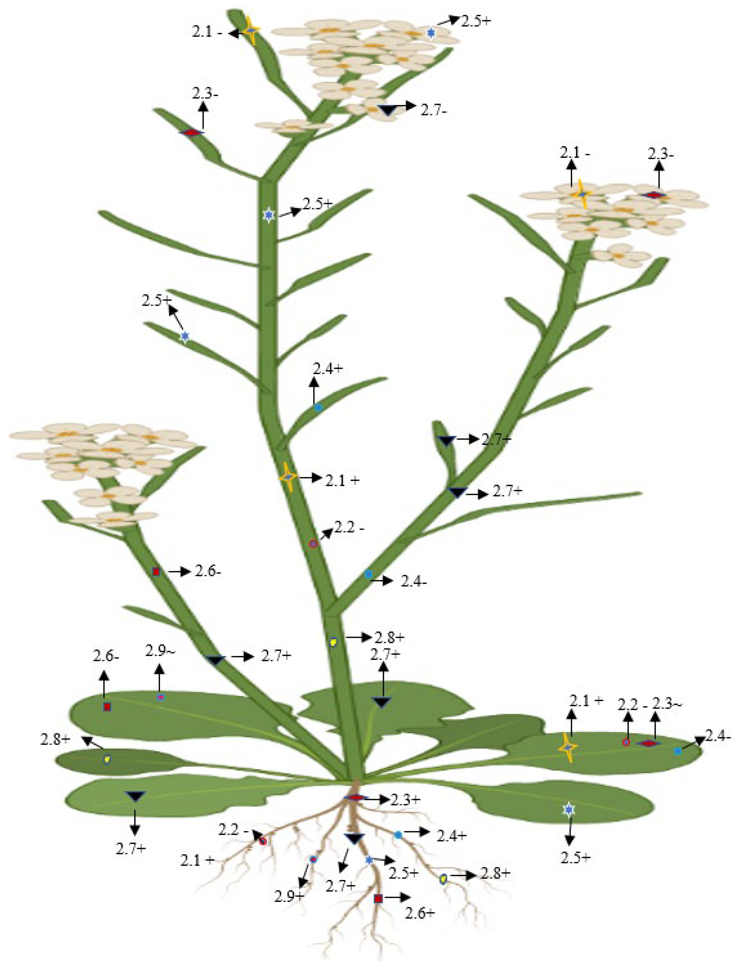 Plants 11 02580 g008 Plants 11 02580 g008