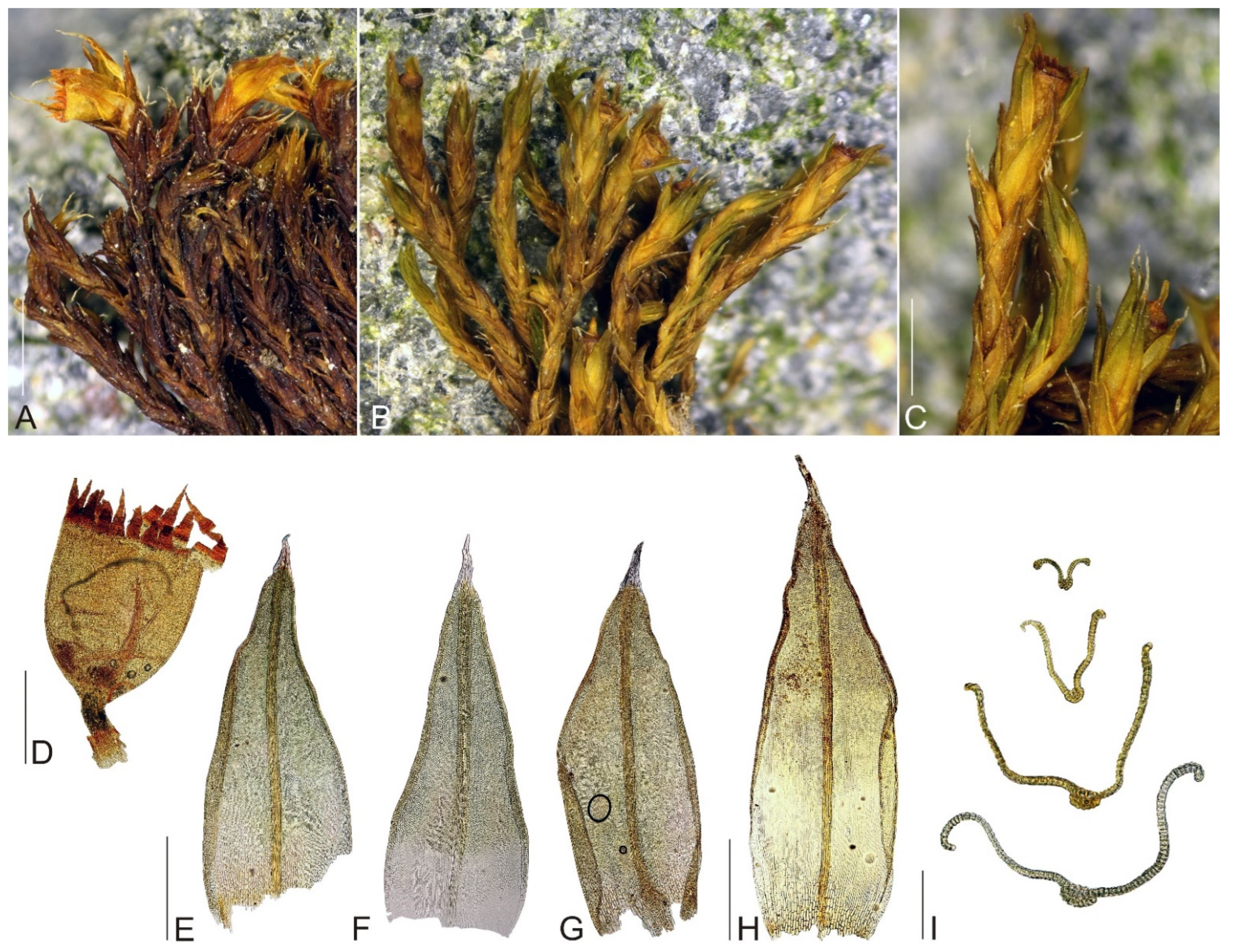 Plants 11 02590 g003 Plants 11 02590 g003