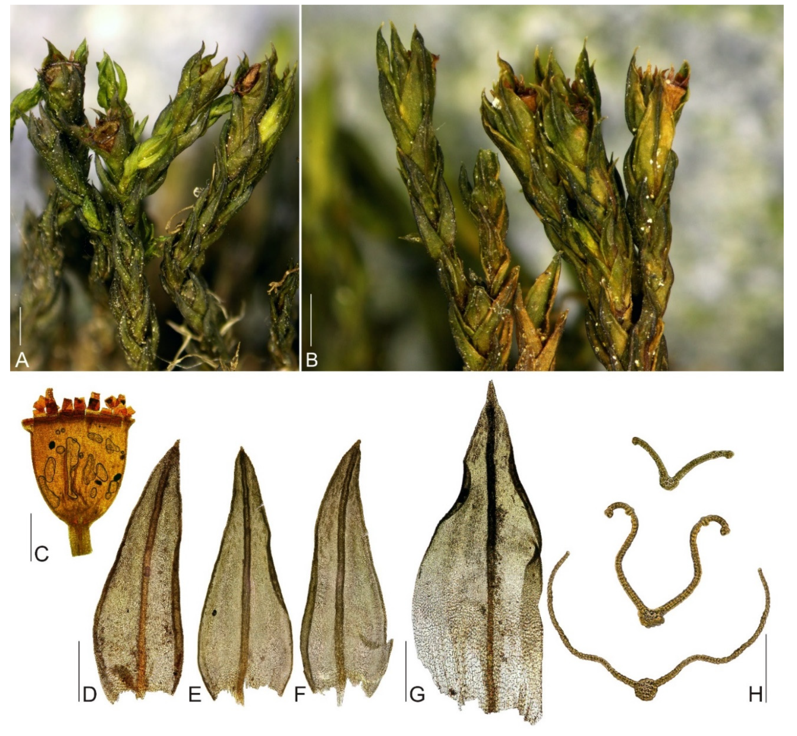 Plants 11 02590 g004 Plants 11 02590 g004