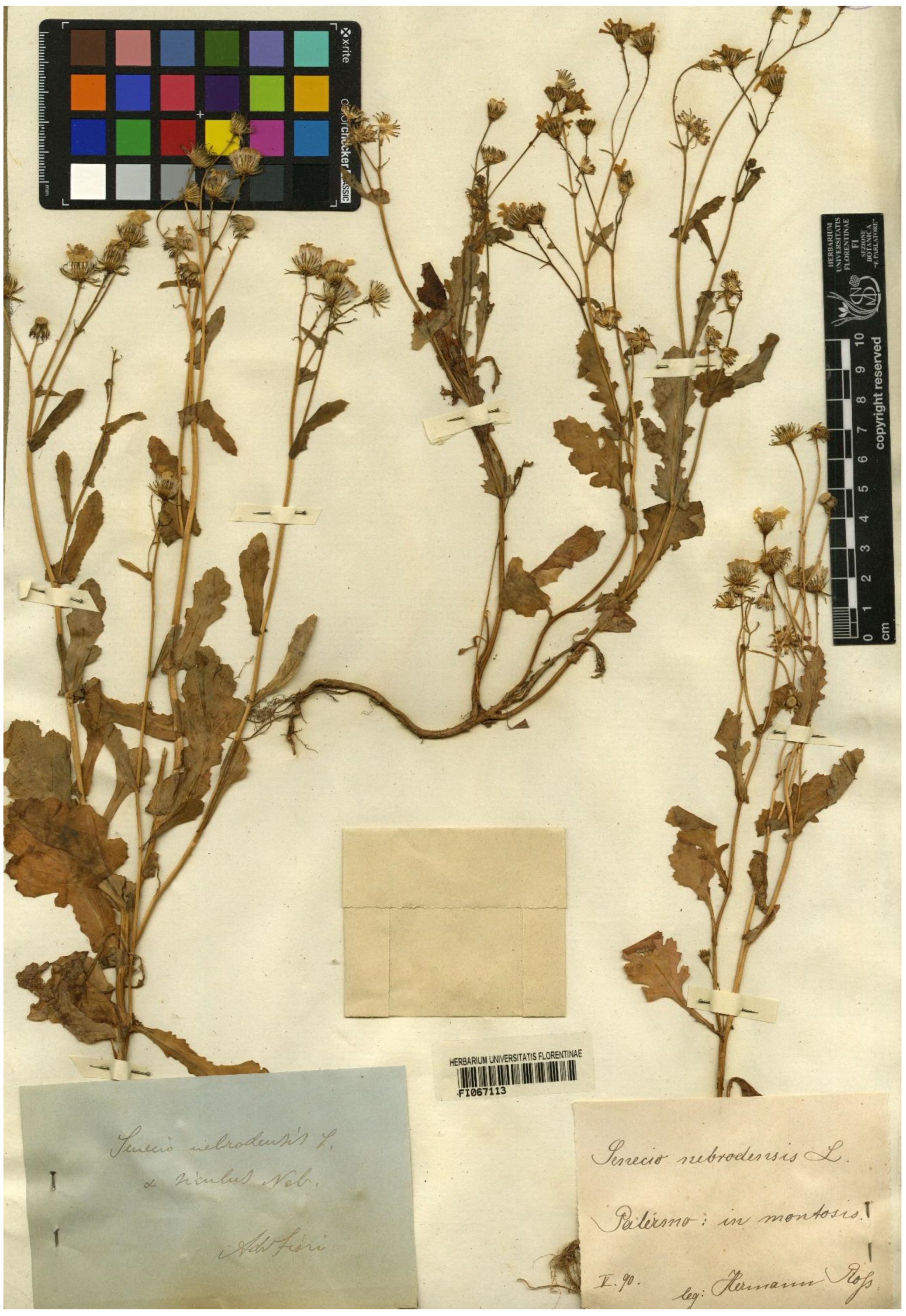 Plants 11 02597 g004 Plants 11 02597 g004