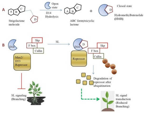 Plants | Free Full-Text | Strigolactone: An Emerging Growth Regulator ...