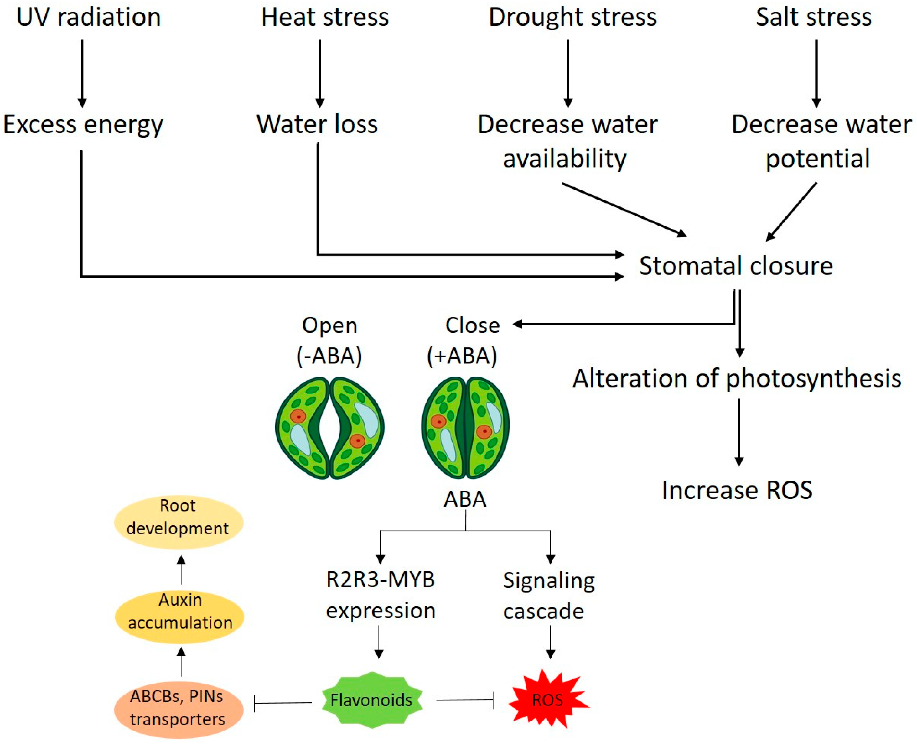 Plants 11 02623 g003 Plants 11 02623 g003