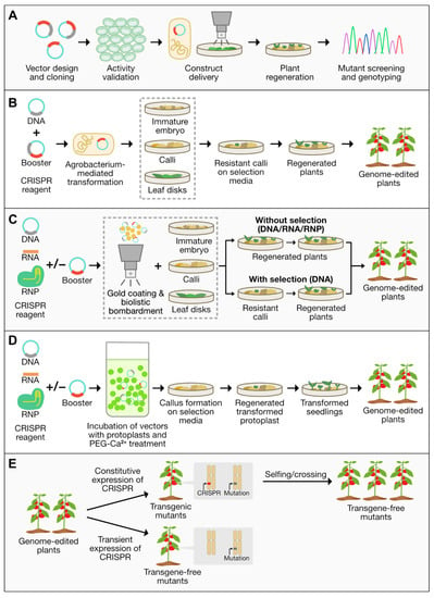 Plants | Free Full-Text | Genome Editing for Sustainable Crop ...