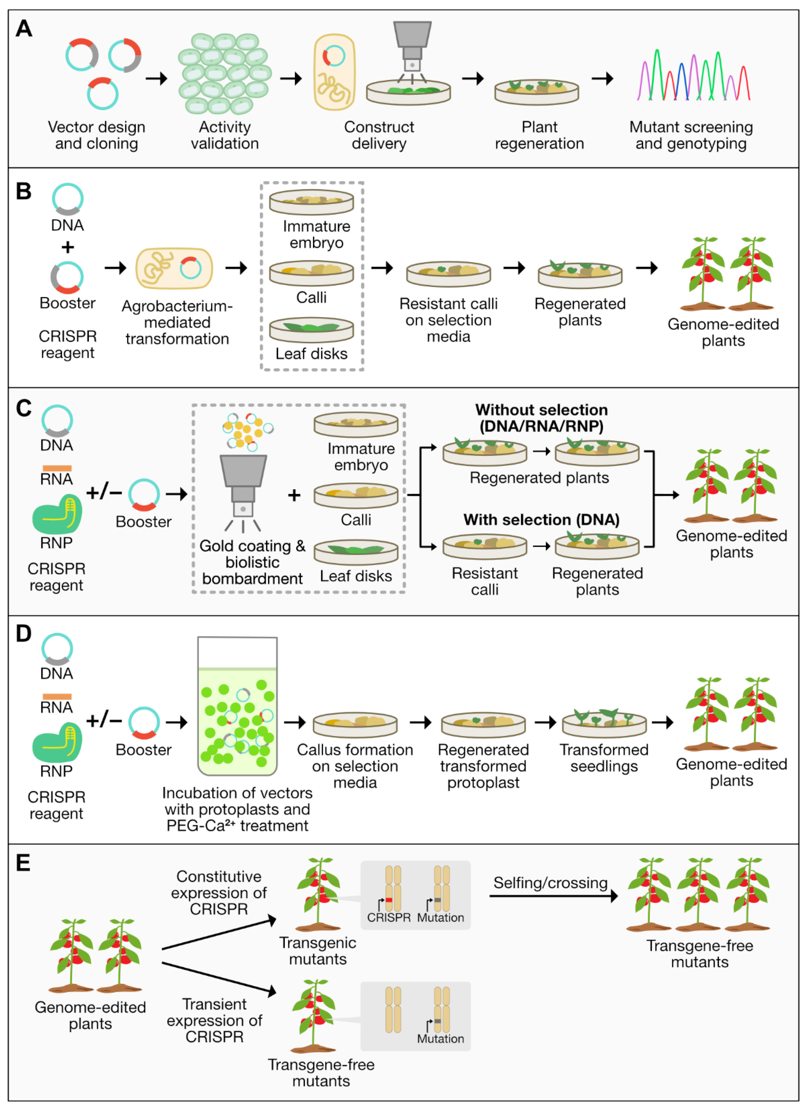 Plants | Free Full-Text | Genome Editing for Sustainable Crop ...