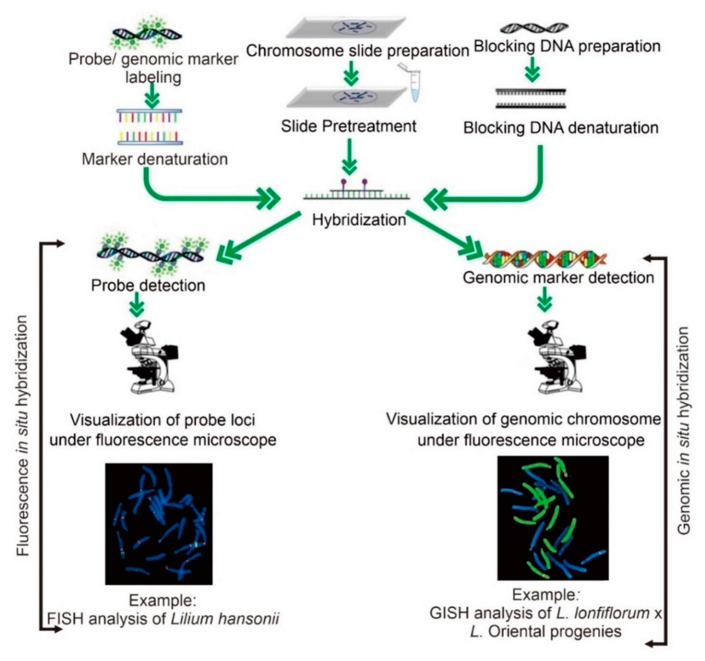 Plants 11 02684 g003 Plants 11 02684 g003