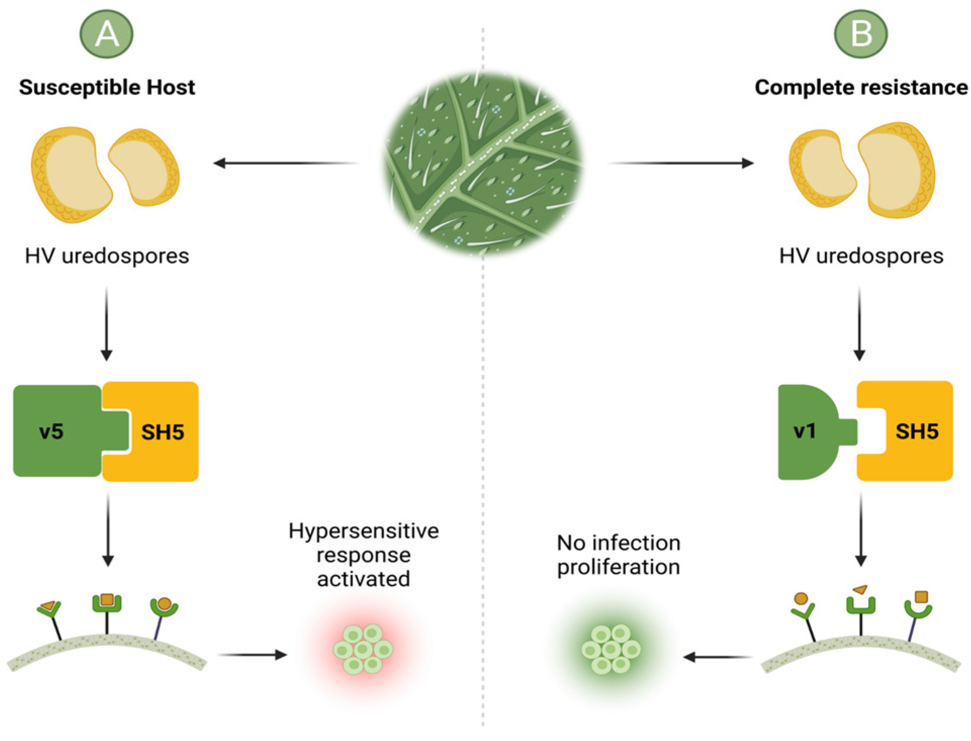 Plants 11 02745 g003