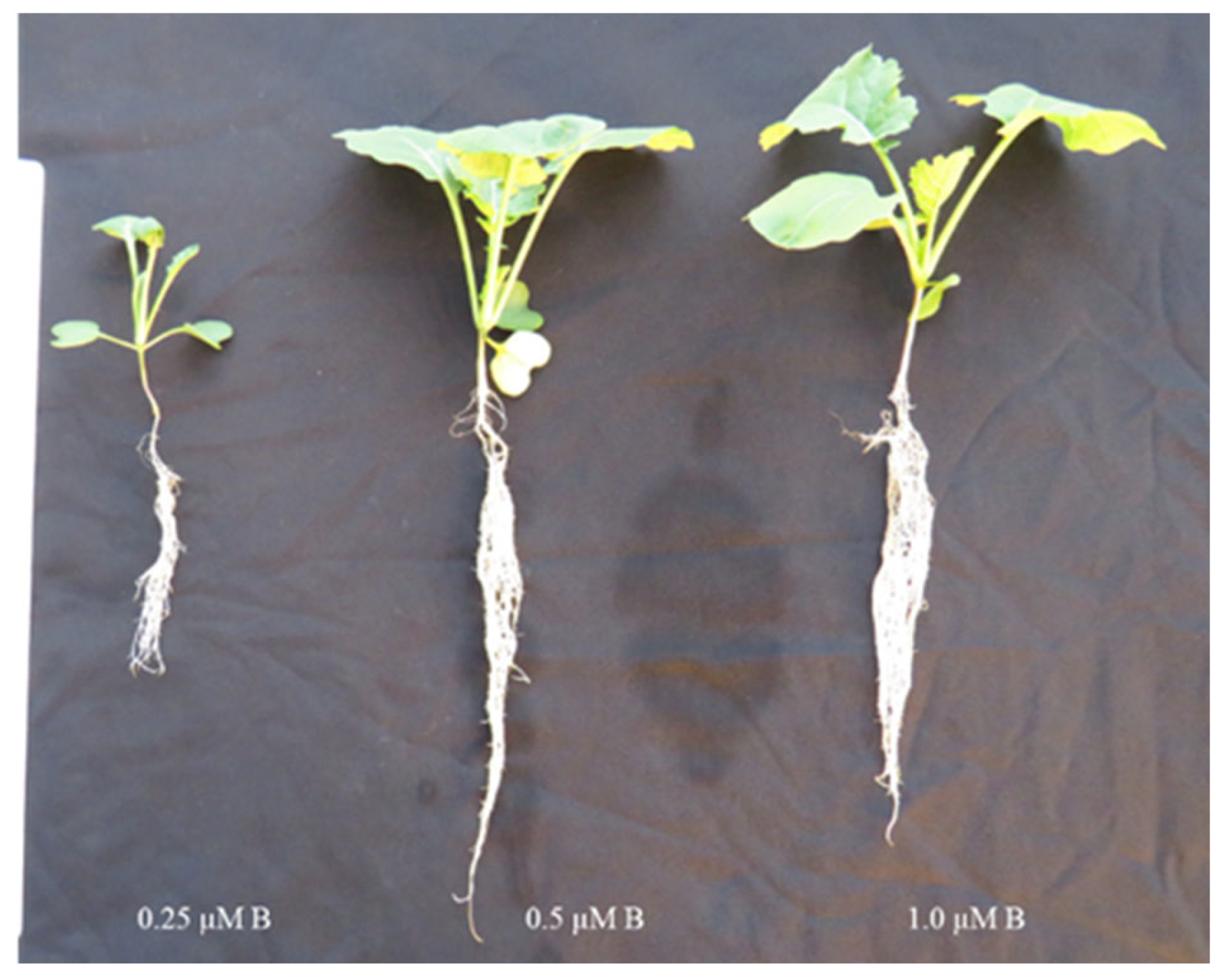 Plants Free FullText Growth and Distribution of Boron in Oilseed