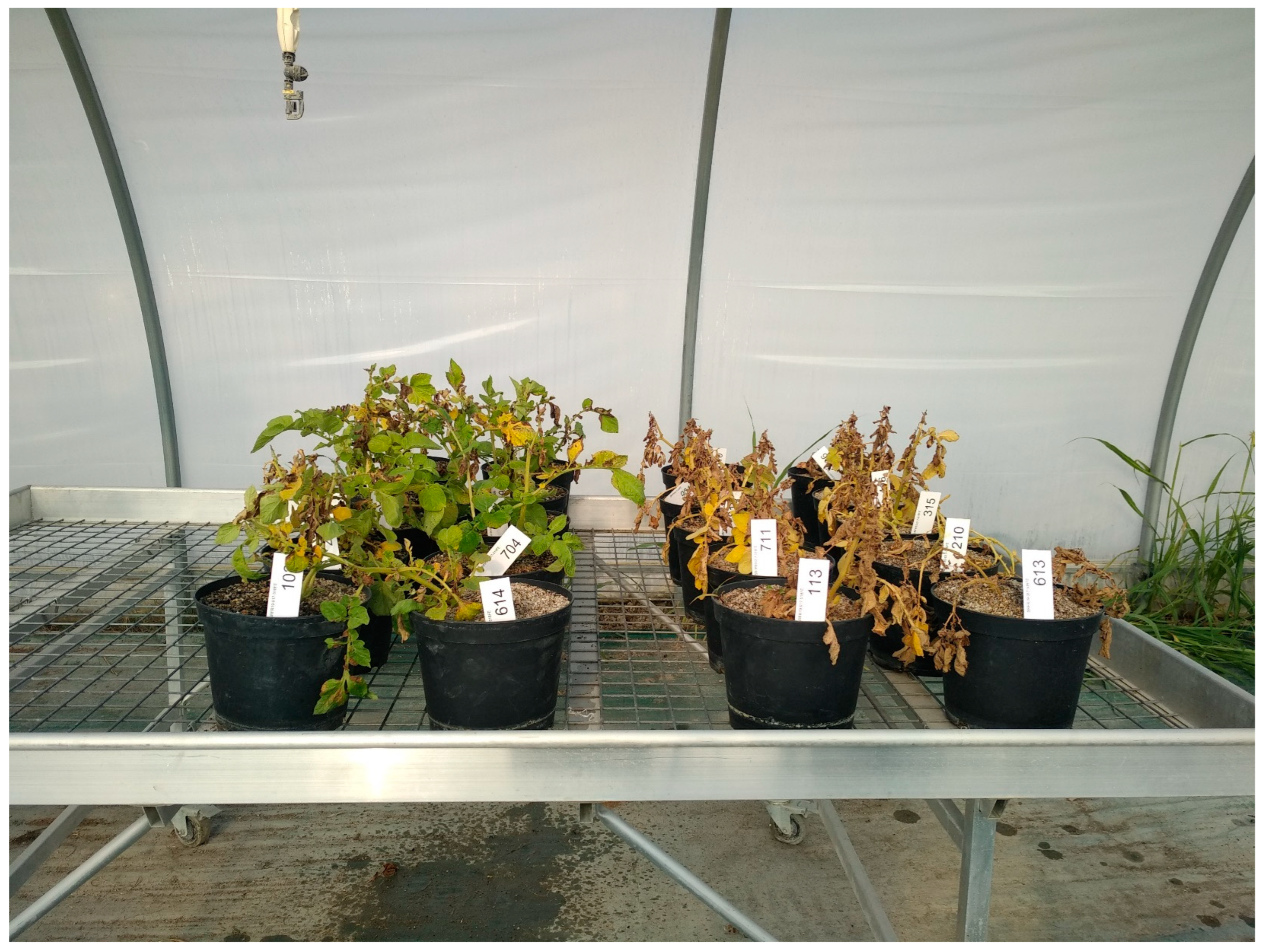 Plants 11 02756 g002b Plants 11 02756 g002b