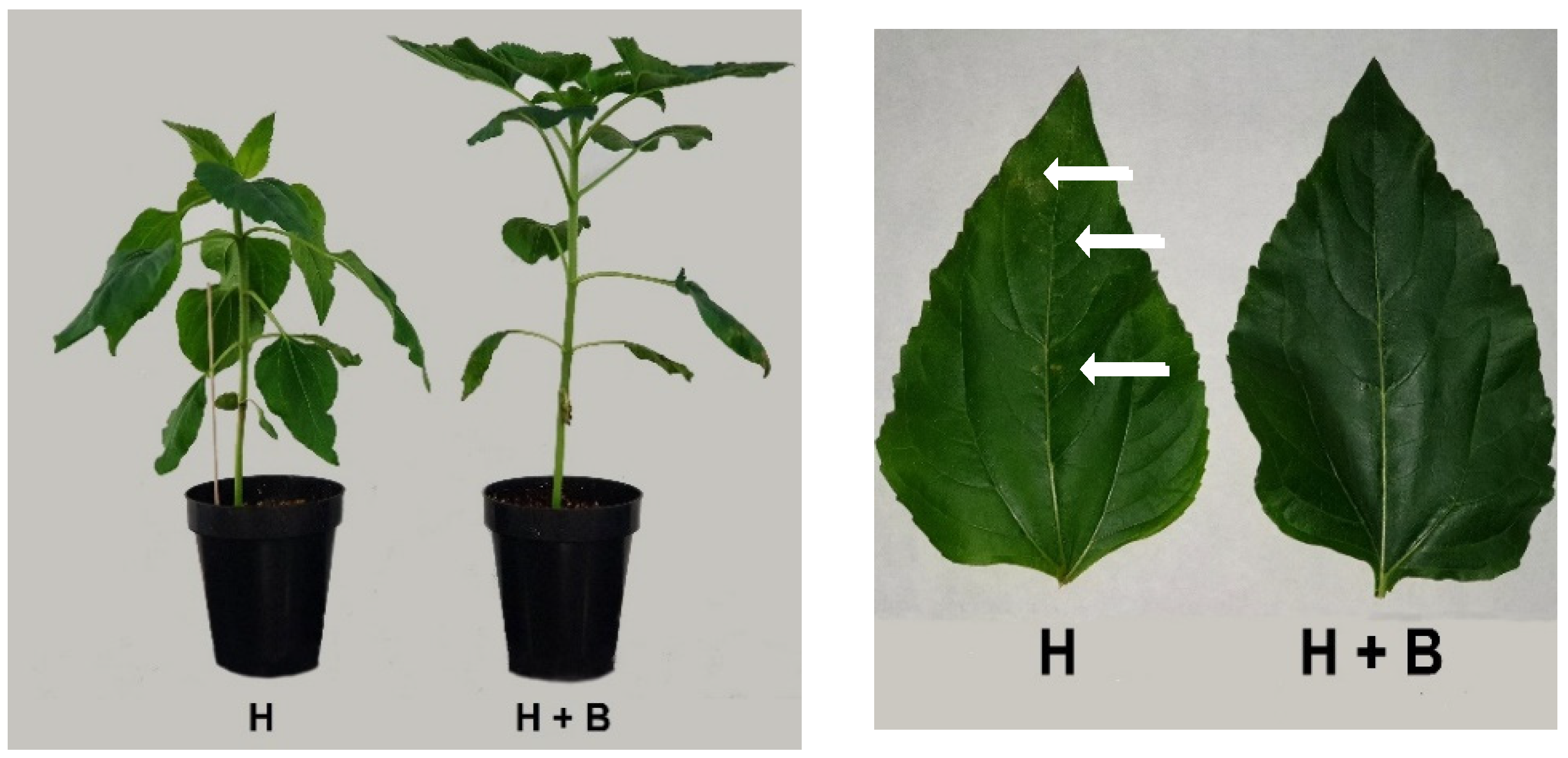 Plants 11 02761 g001 Plants 11 02761 g001