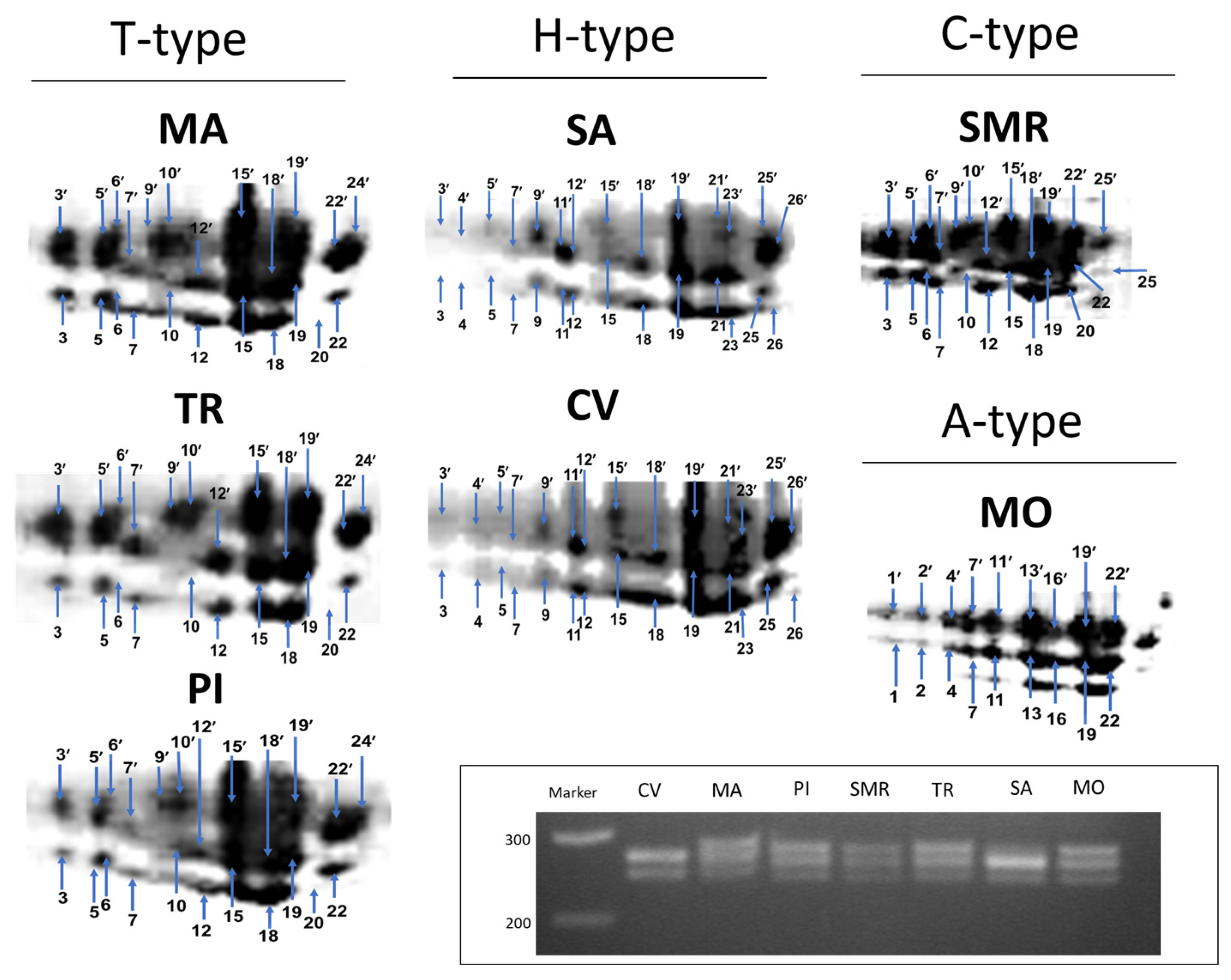 Plants 11 02790 g002