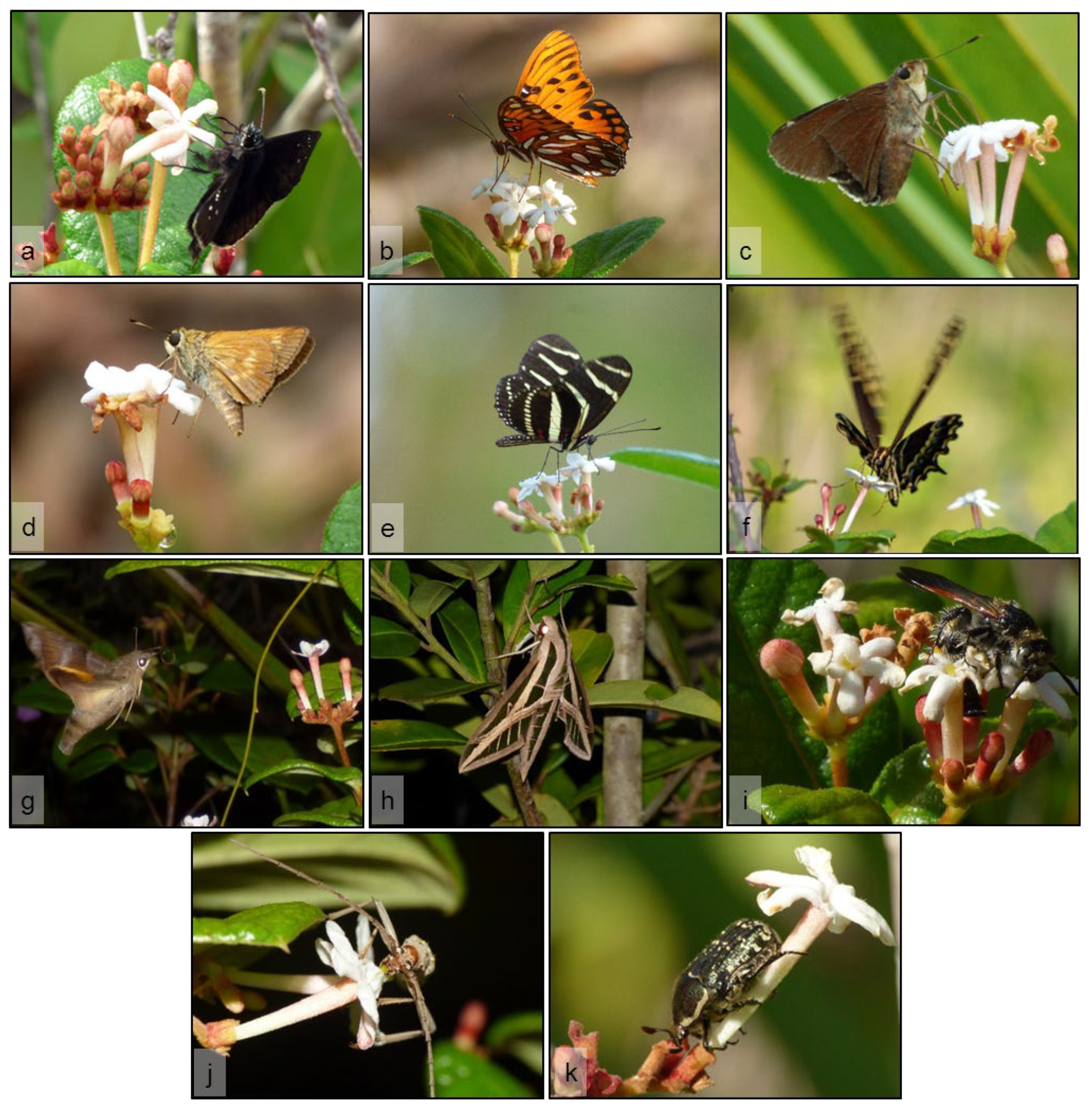 Plants 11 02799 g004 Plants 11 02799 g004