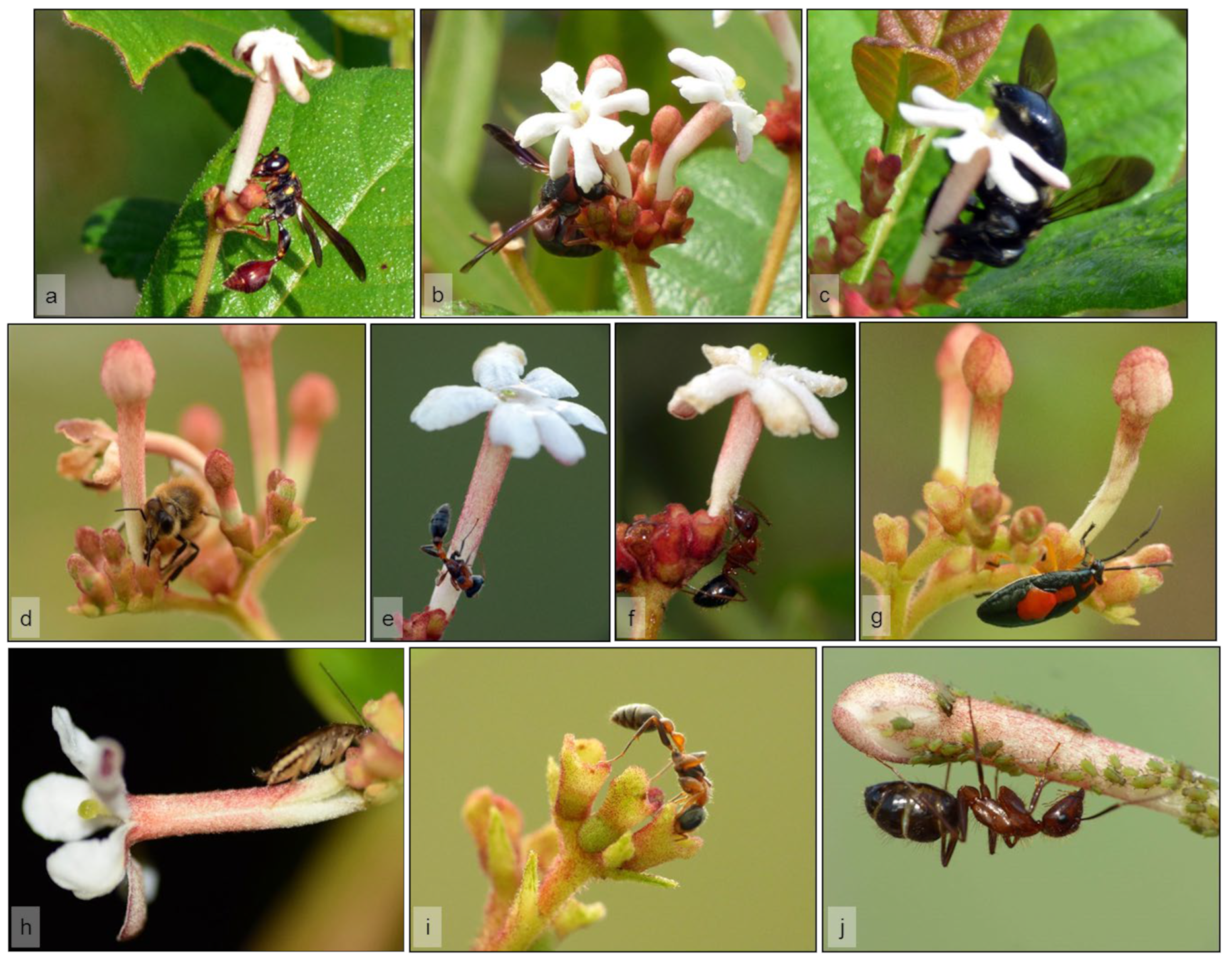 Plants 11 02799 g005 Plants 11 02799 g005