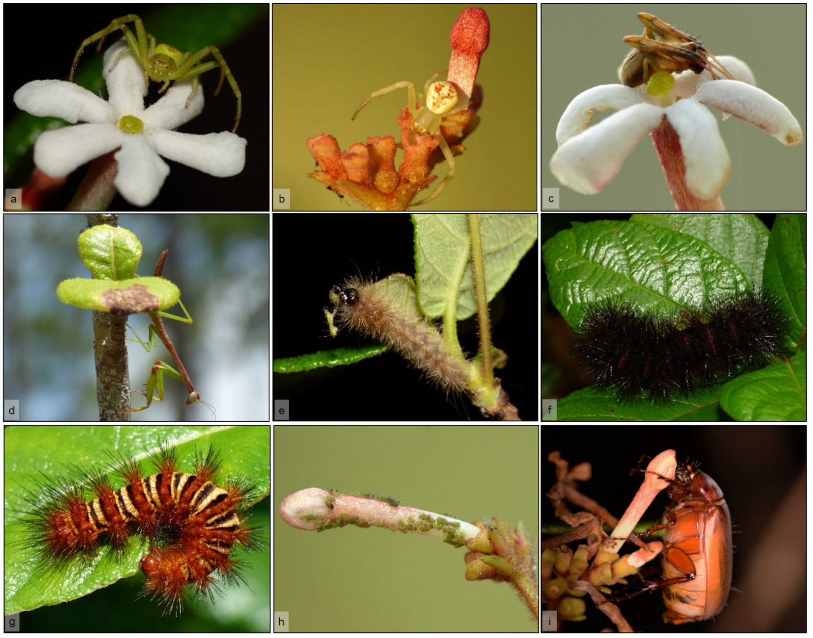 Plants 11 02799 g006 Plants 11 02799 g006