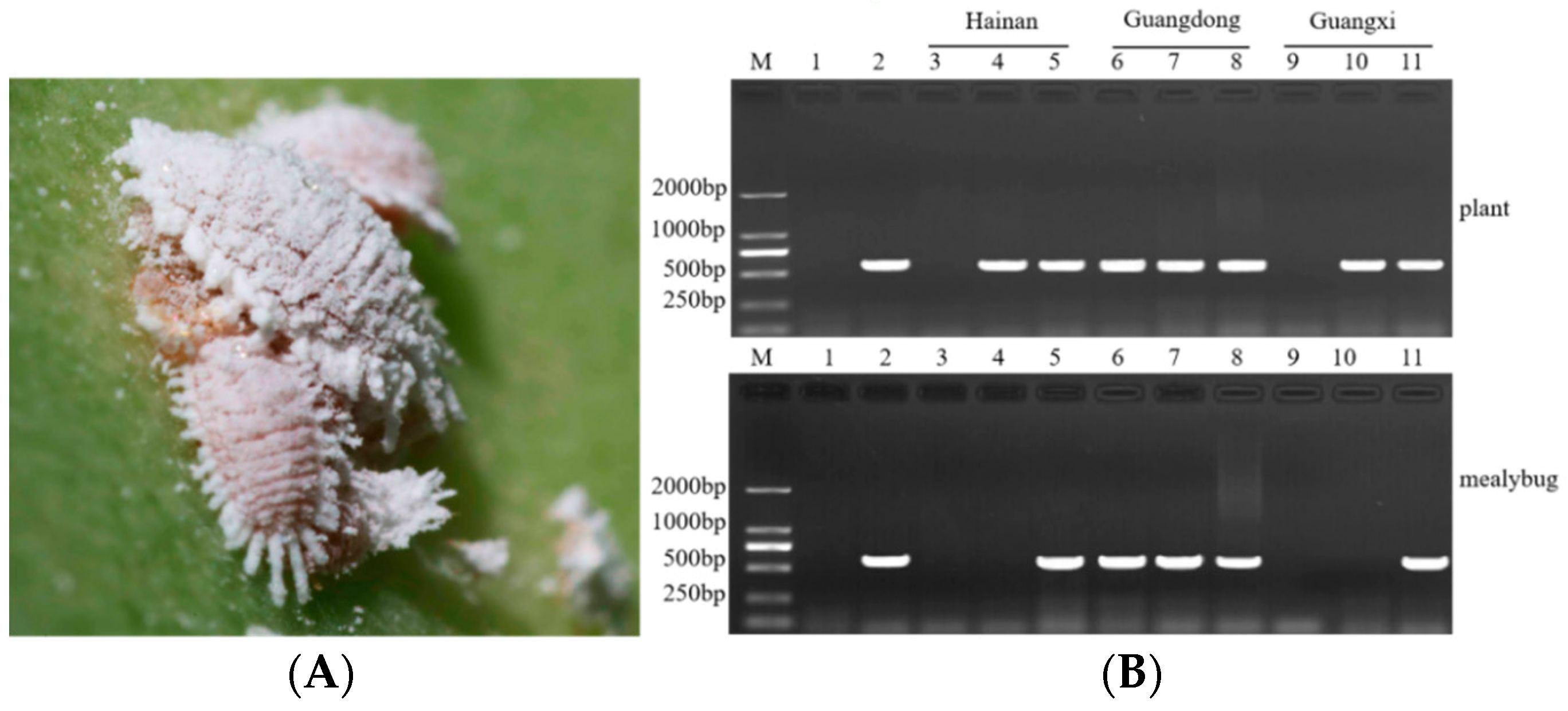 Plants 11 02817 g005 Plants 11 02817 g005