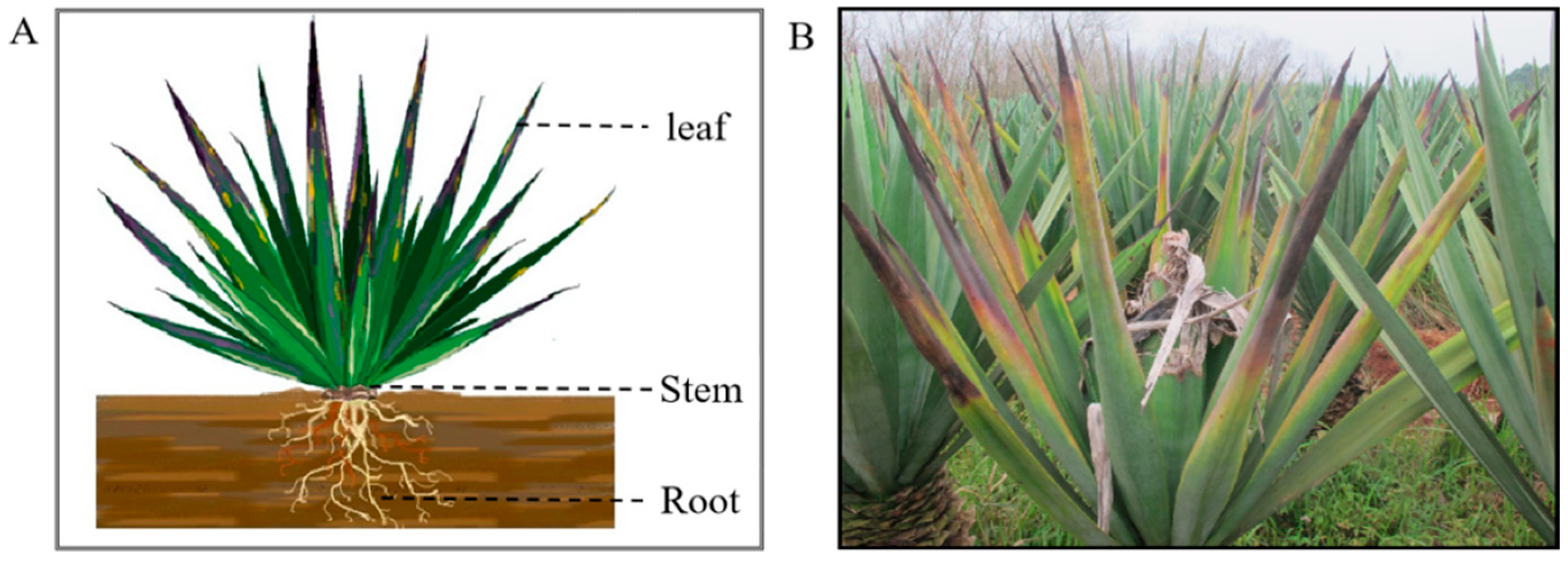 Plants 11 02817 g007 Plants 11 02817 g007