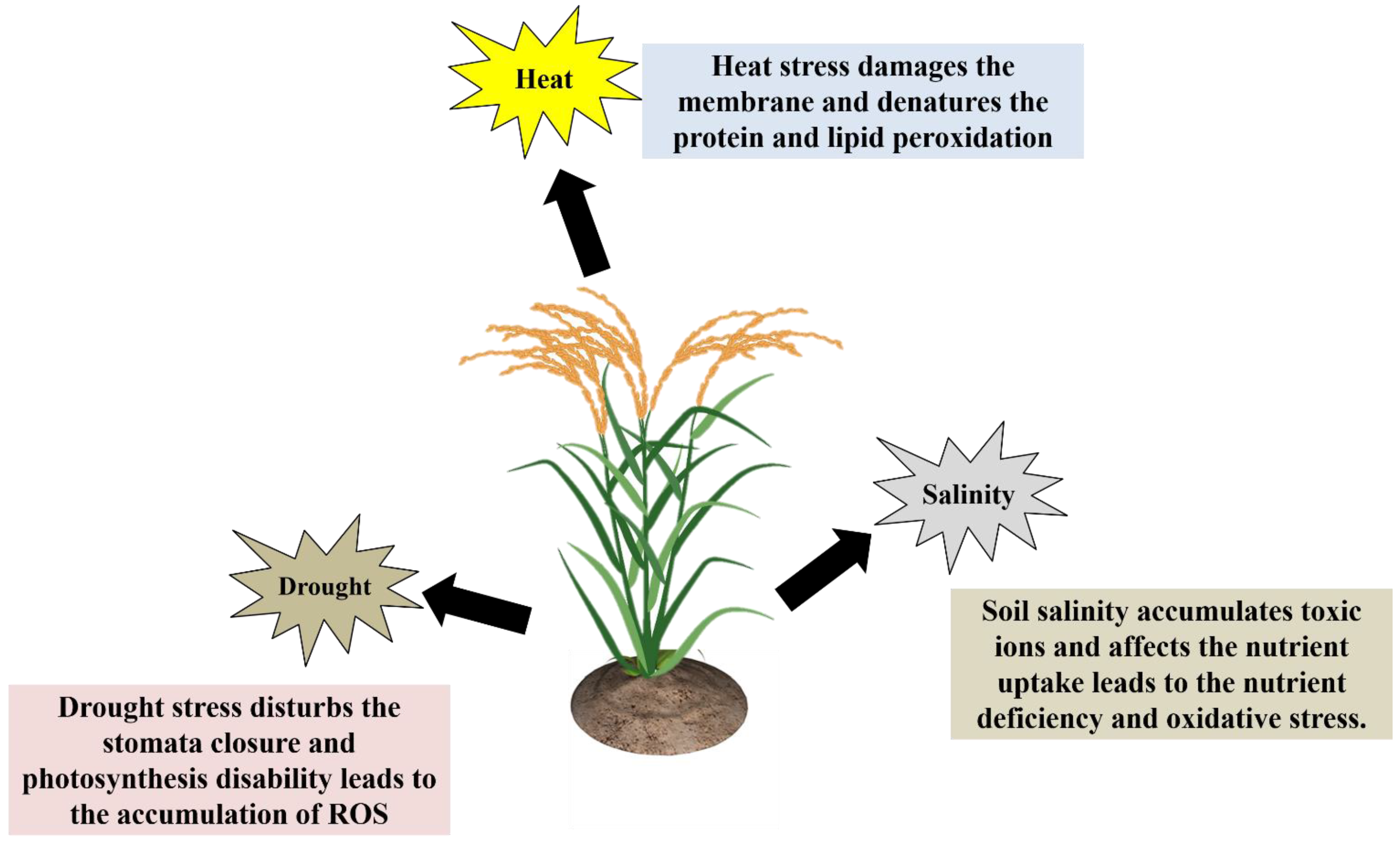 Plants 11 02852 g002 Plants 11 02852 g002