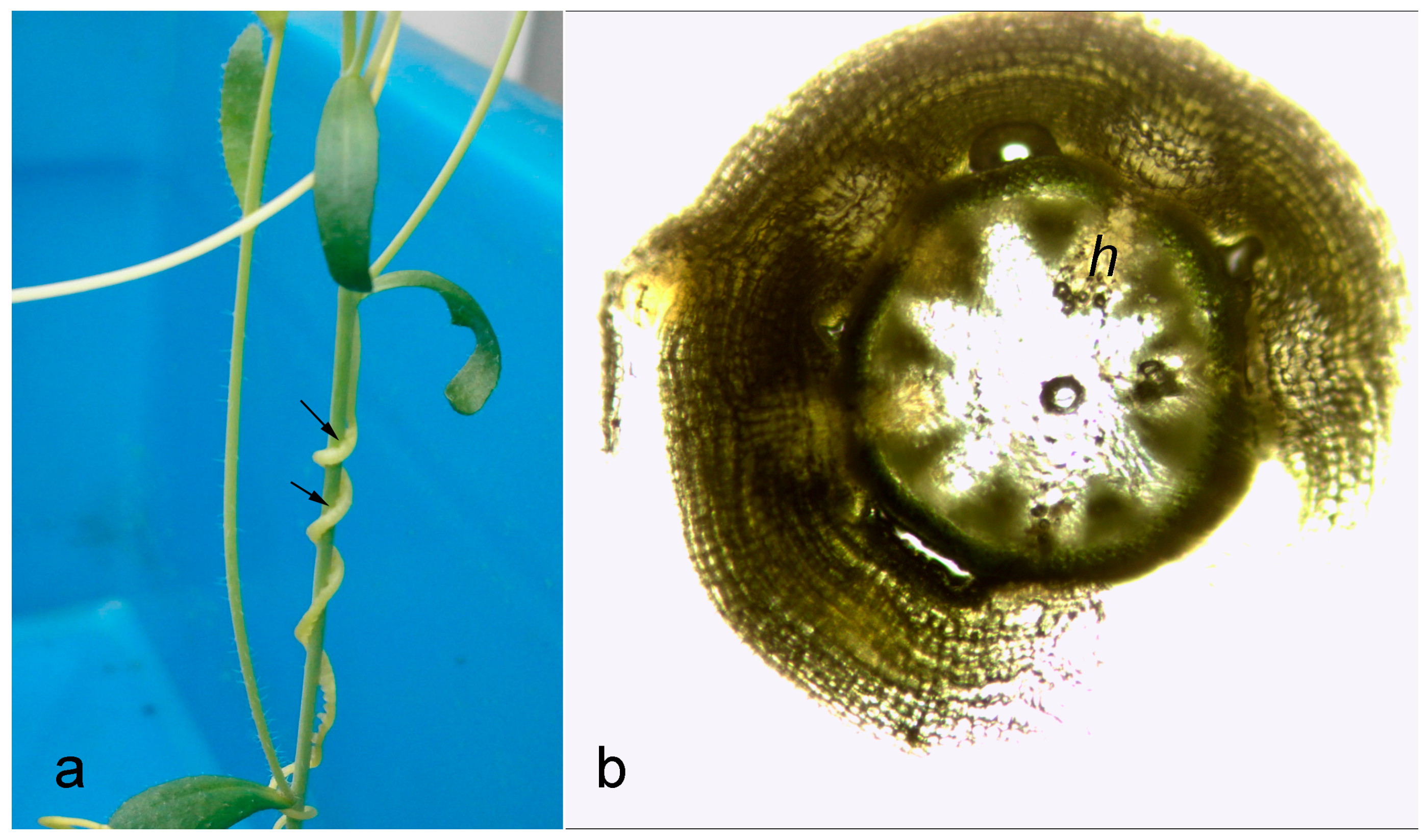 Plants 11 02904 g001 Plants 11 02904 g001